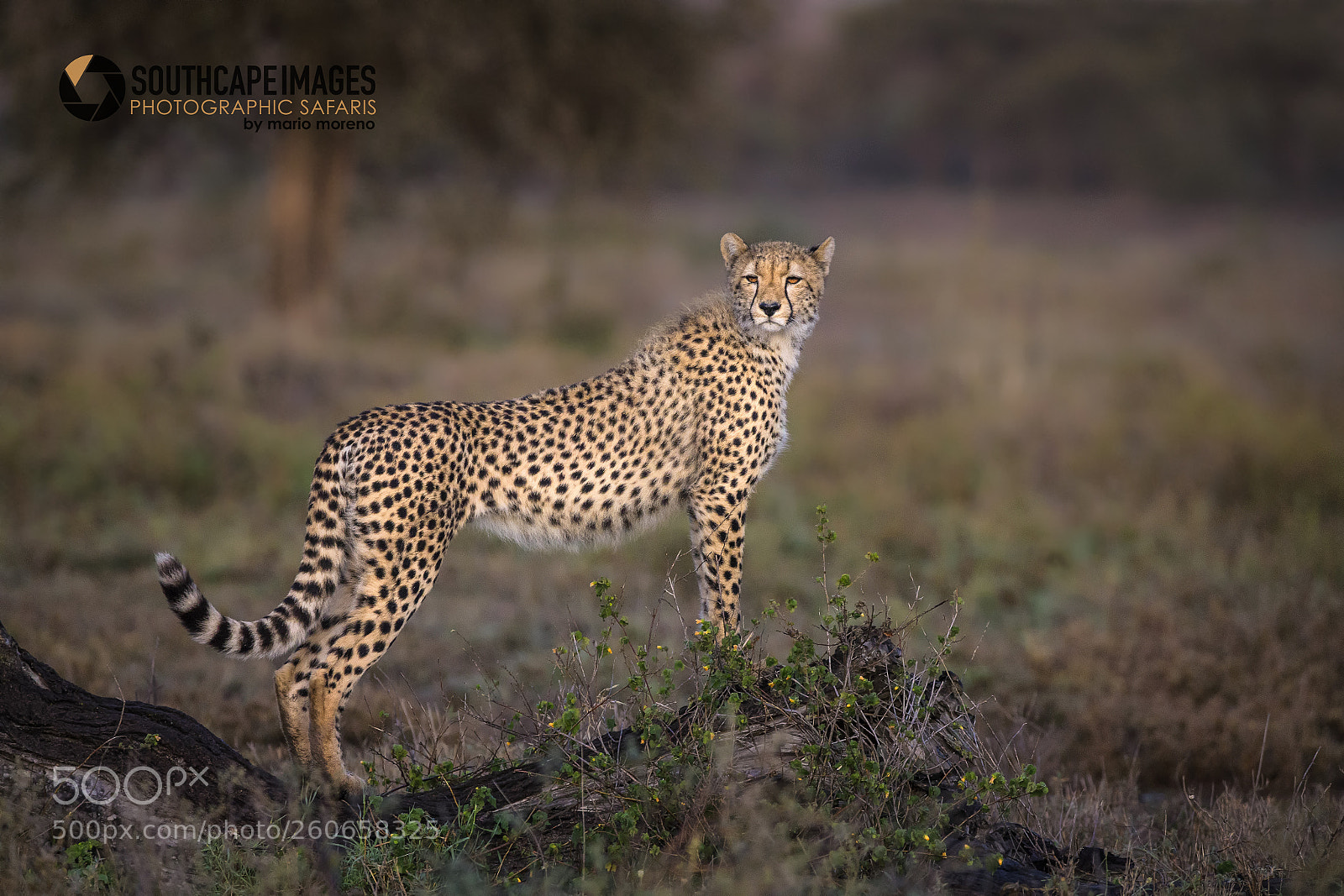 Canon EOS-1D X sample photo. Ndutu cheetah photography
