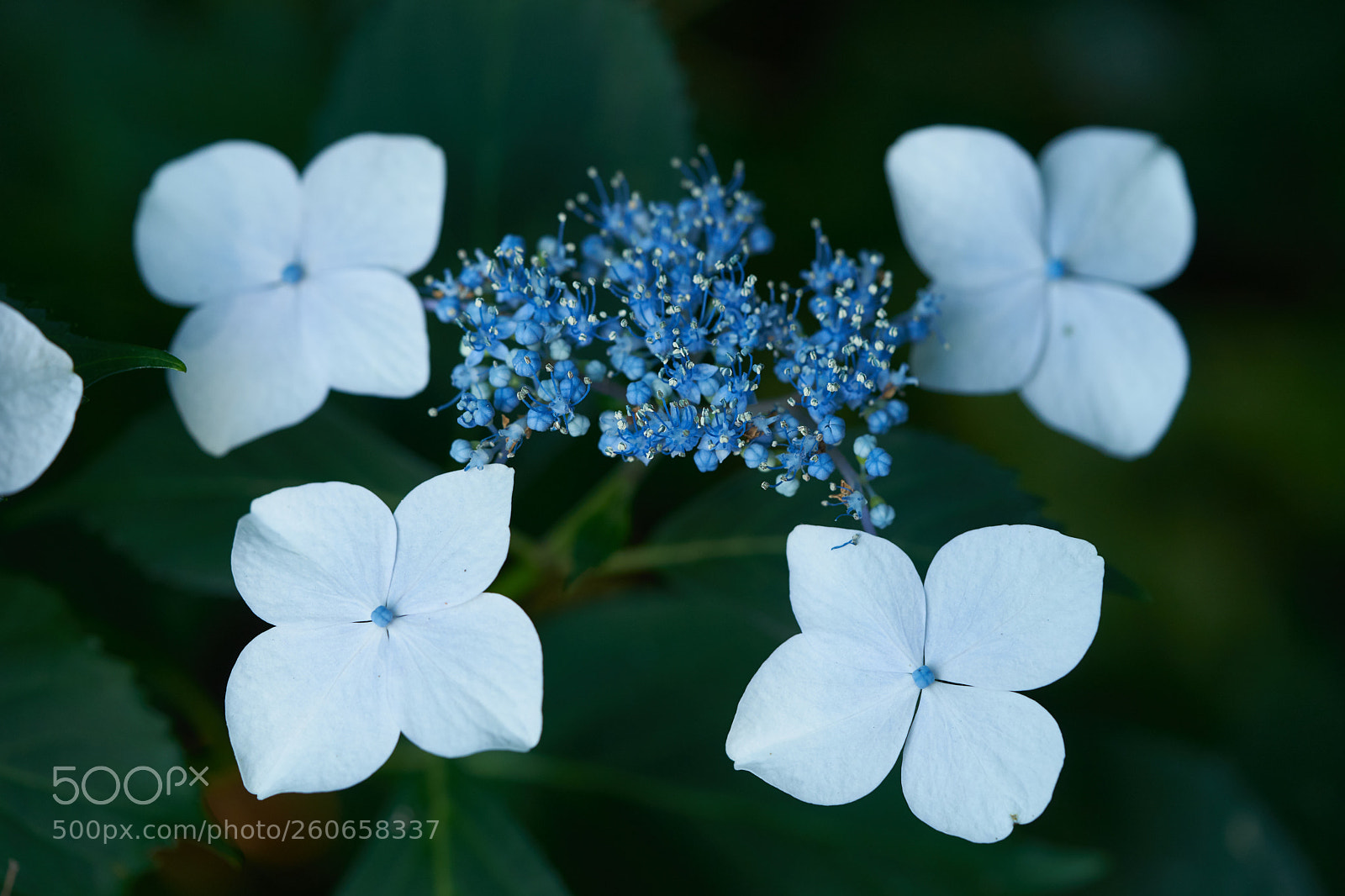 Sony a7 sample photo. Flowers 6735 photography