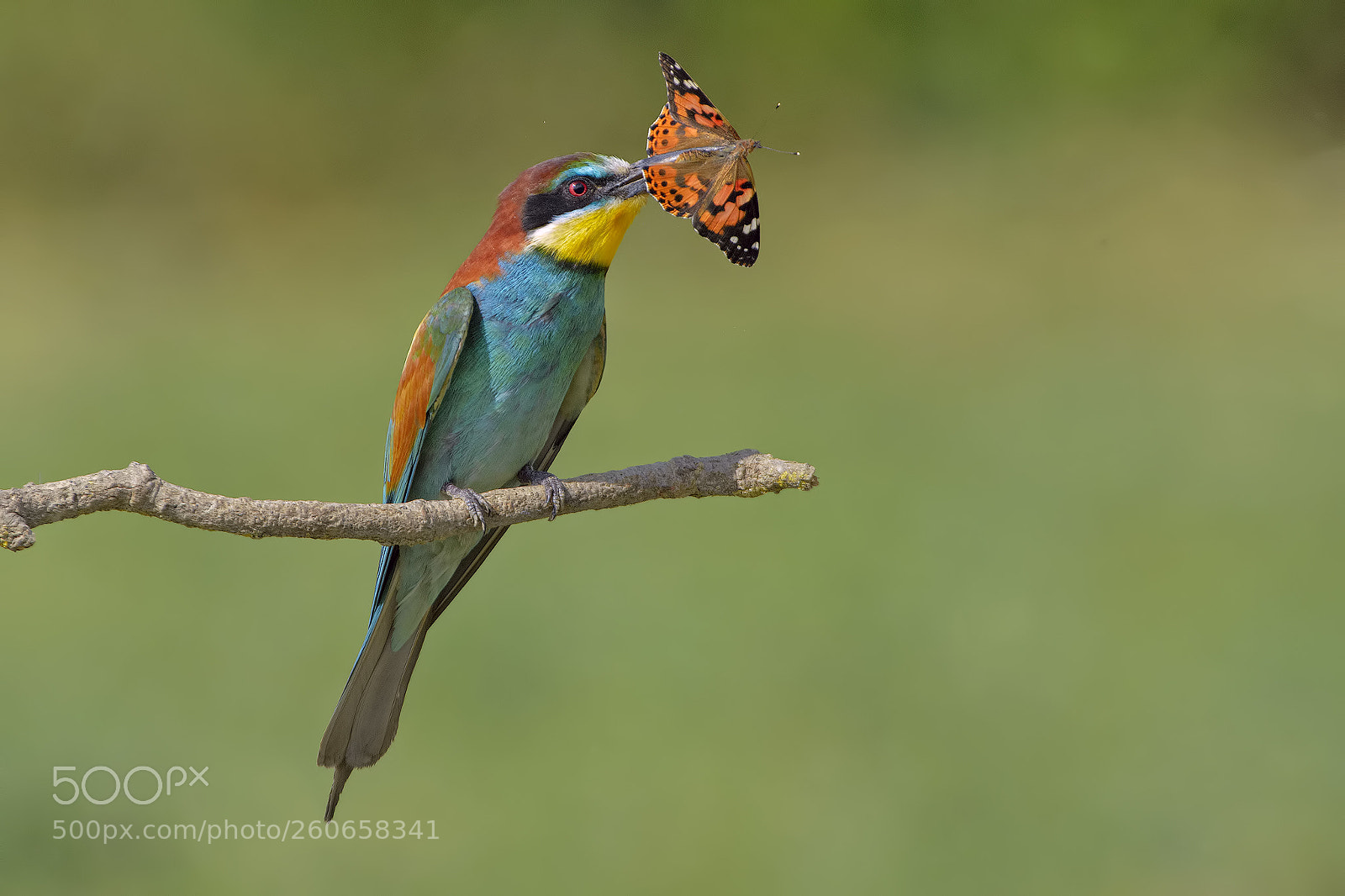 Nikon D7100 sample photo. Butterfly eater photography