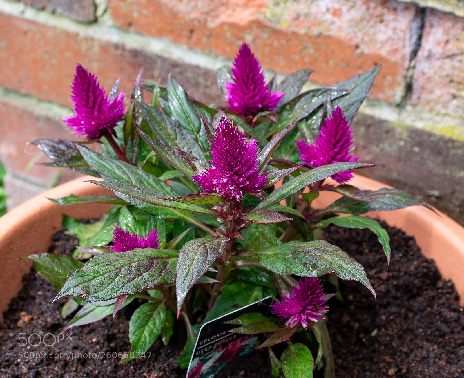 Nikon D500 sample photo. Celosia photography