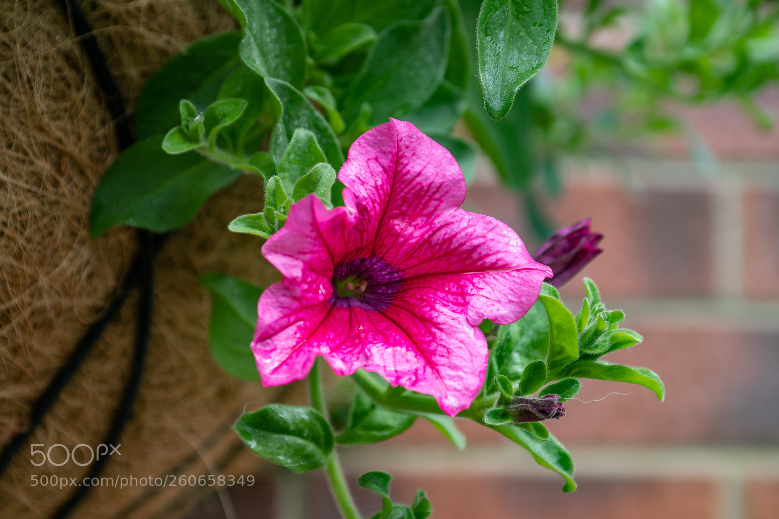 Nikon D500 sample photo. Petunia photography