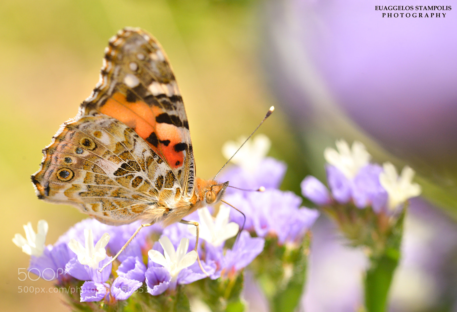Nikon D800 sample photo. Butterfly photography