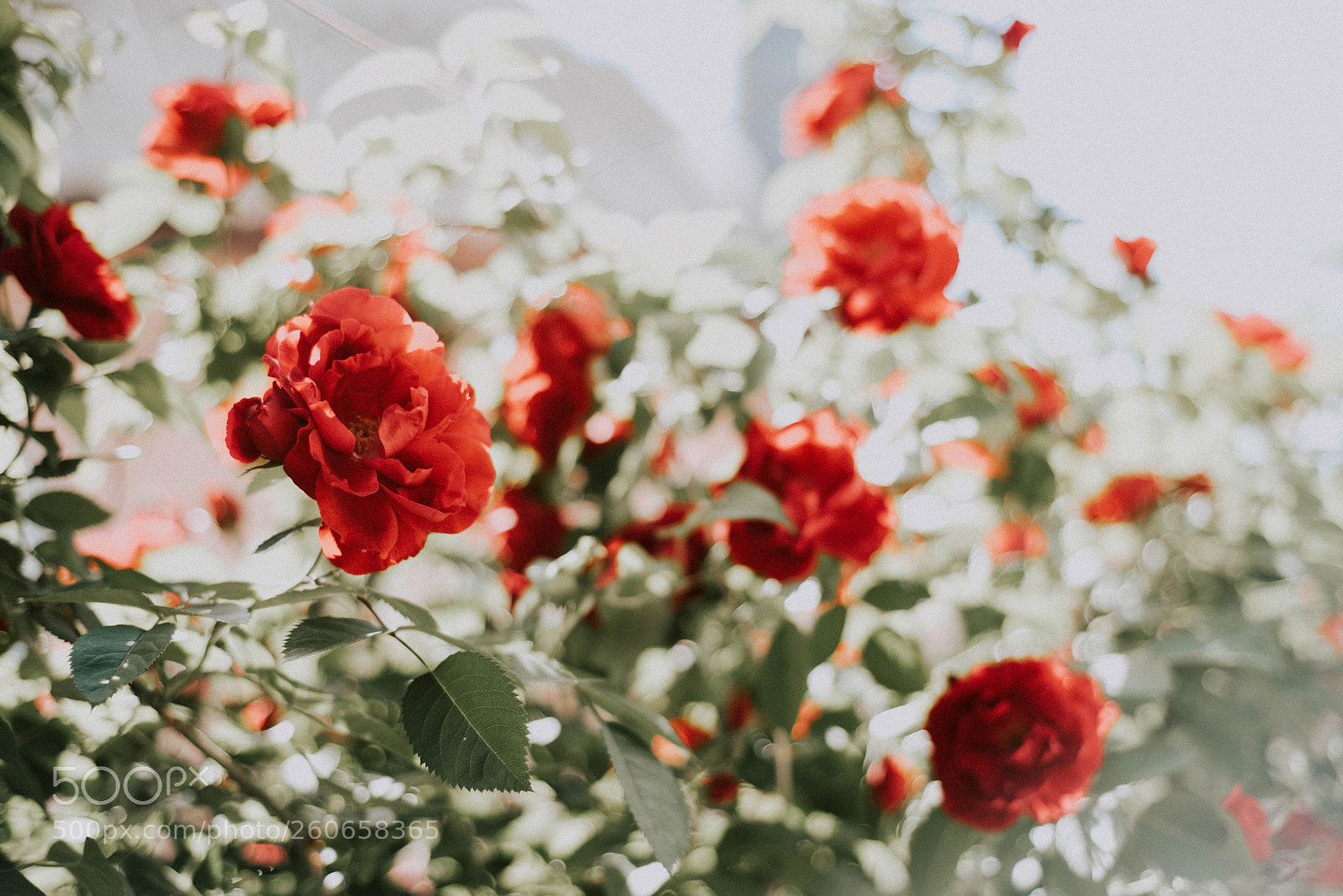 Nikon D750 sample photo. Rosa photography
