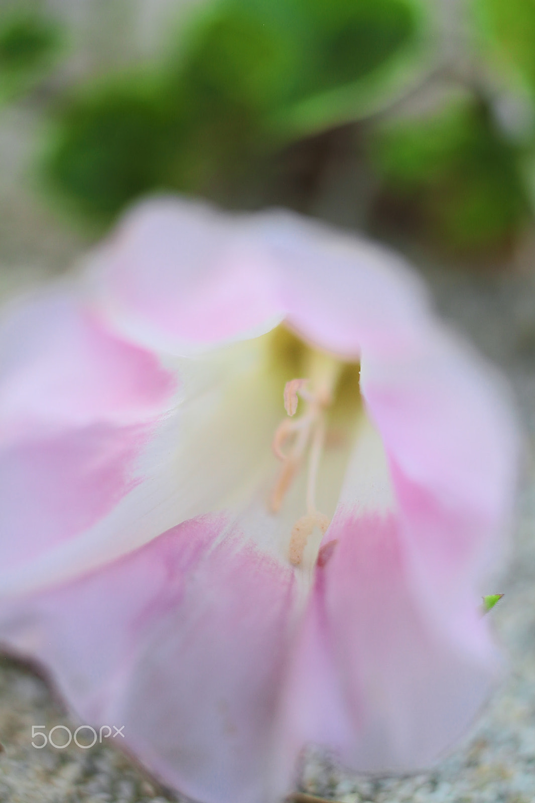 Canon EOS 7D + Canon EF 50mm F1.8 II sample photo. Beach flower photography
