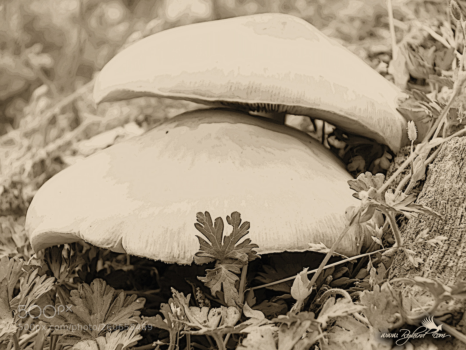 Fujifilm FinePix S1 sample photo. Ivory stools photography