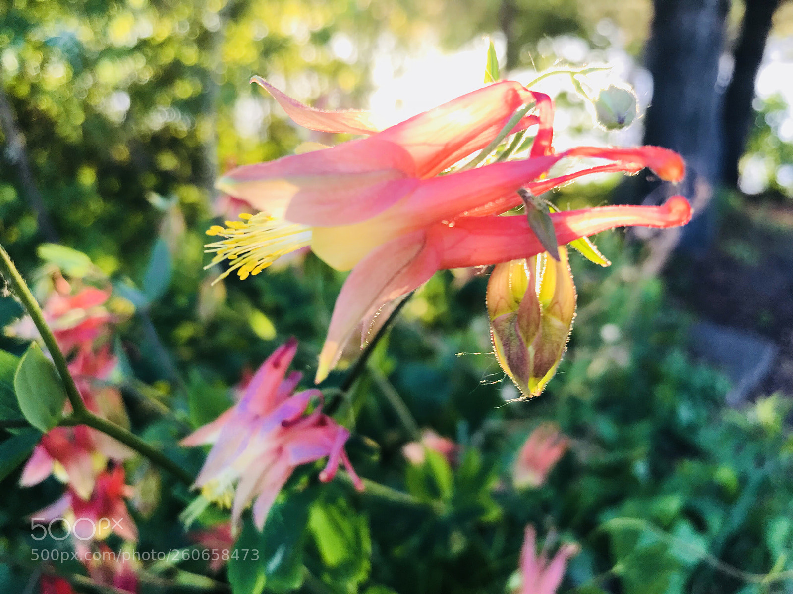 Apple iPhone 7 Plus sample photo. Flower photography