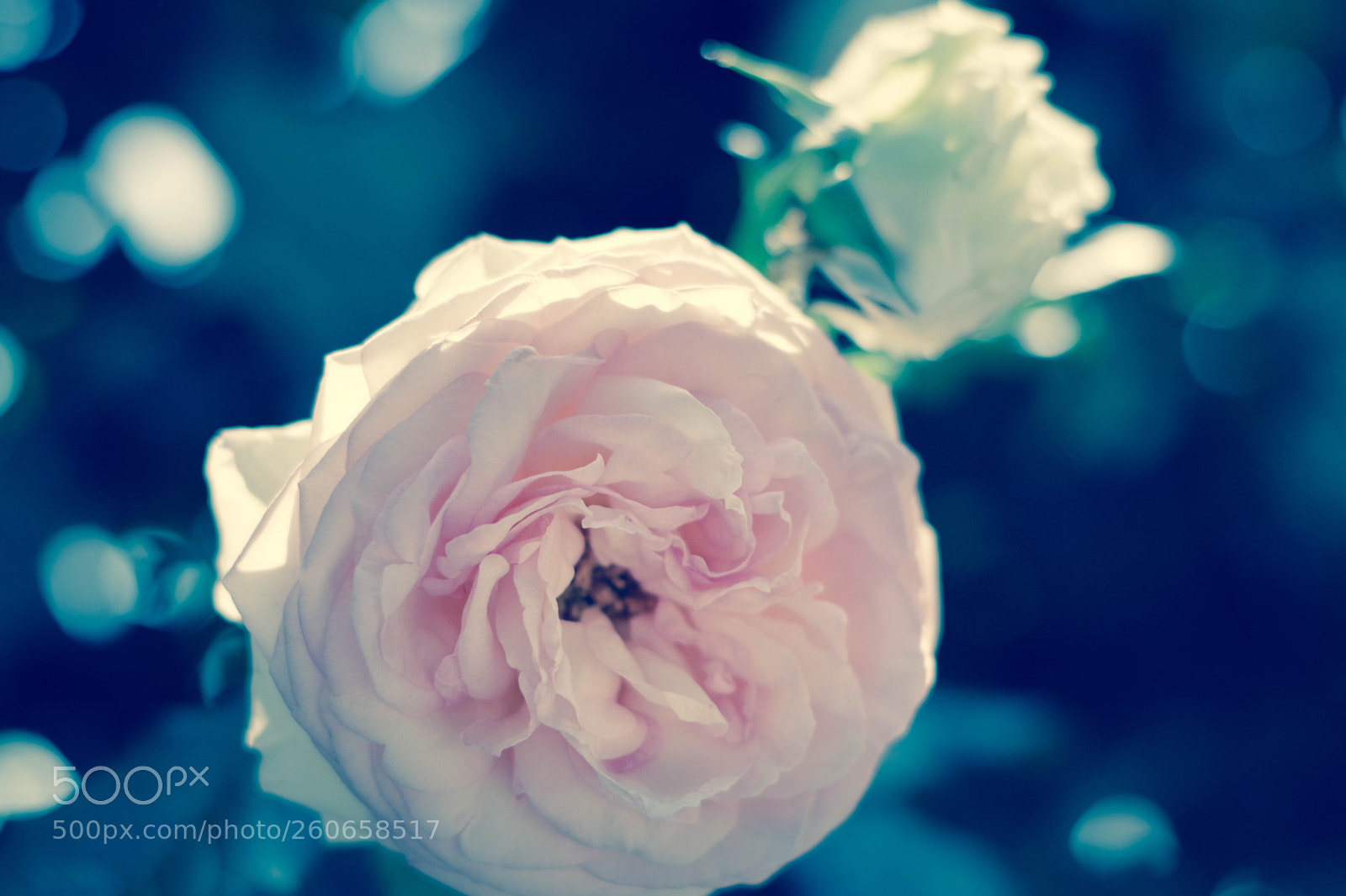 Pentax K-70 sample photo. #rose photography