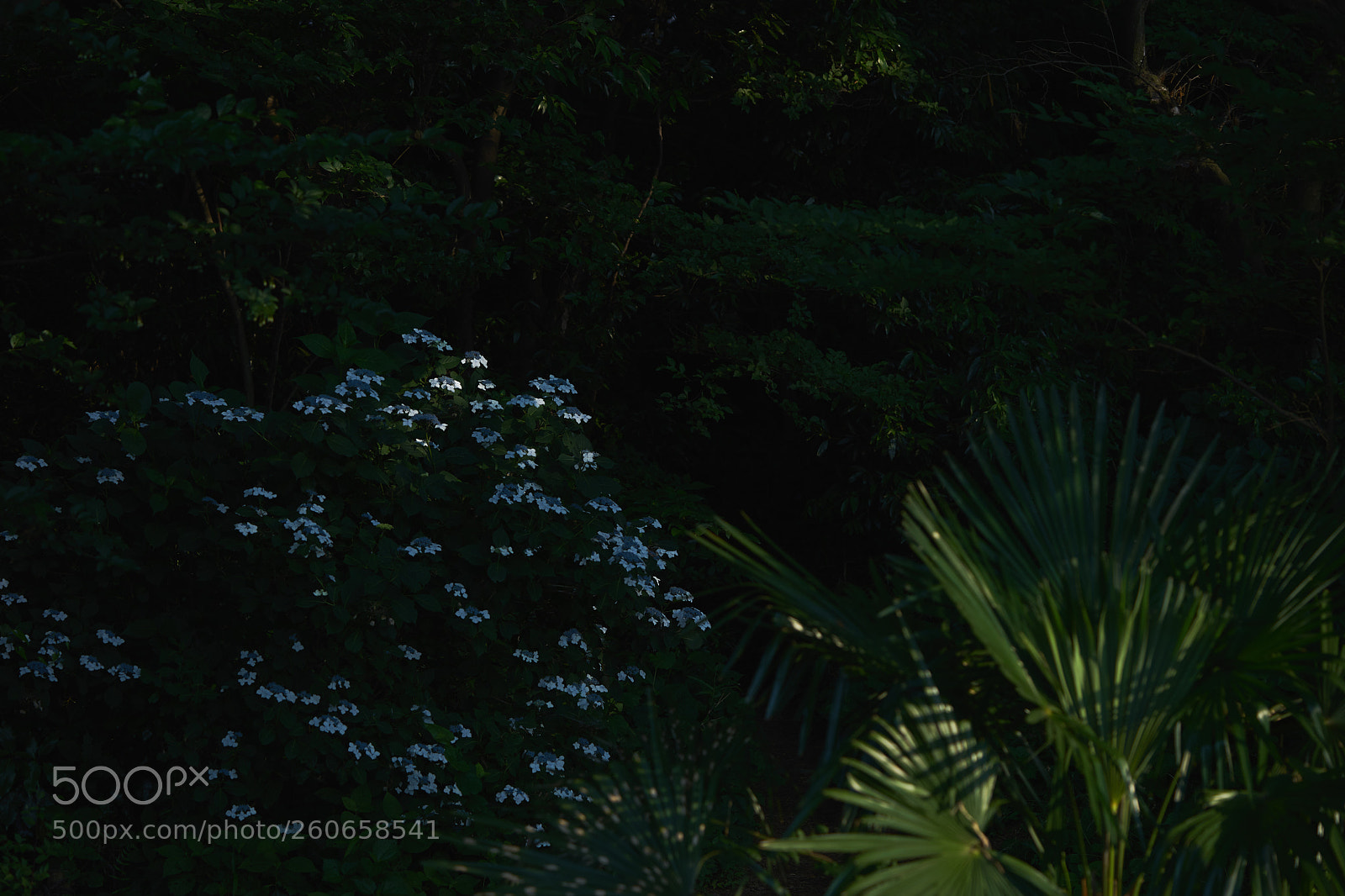 Sony a7 sample photo. Flowers 6737 photography