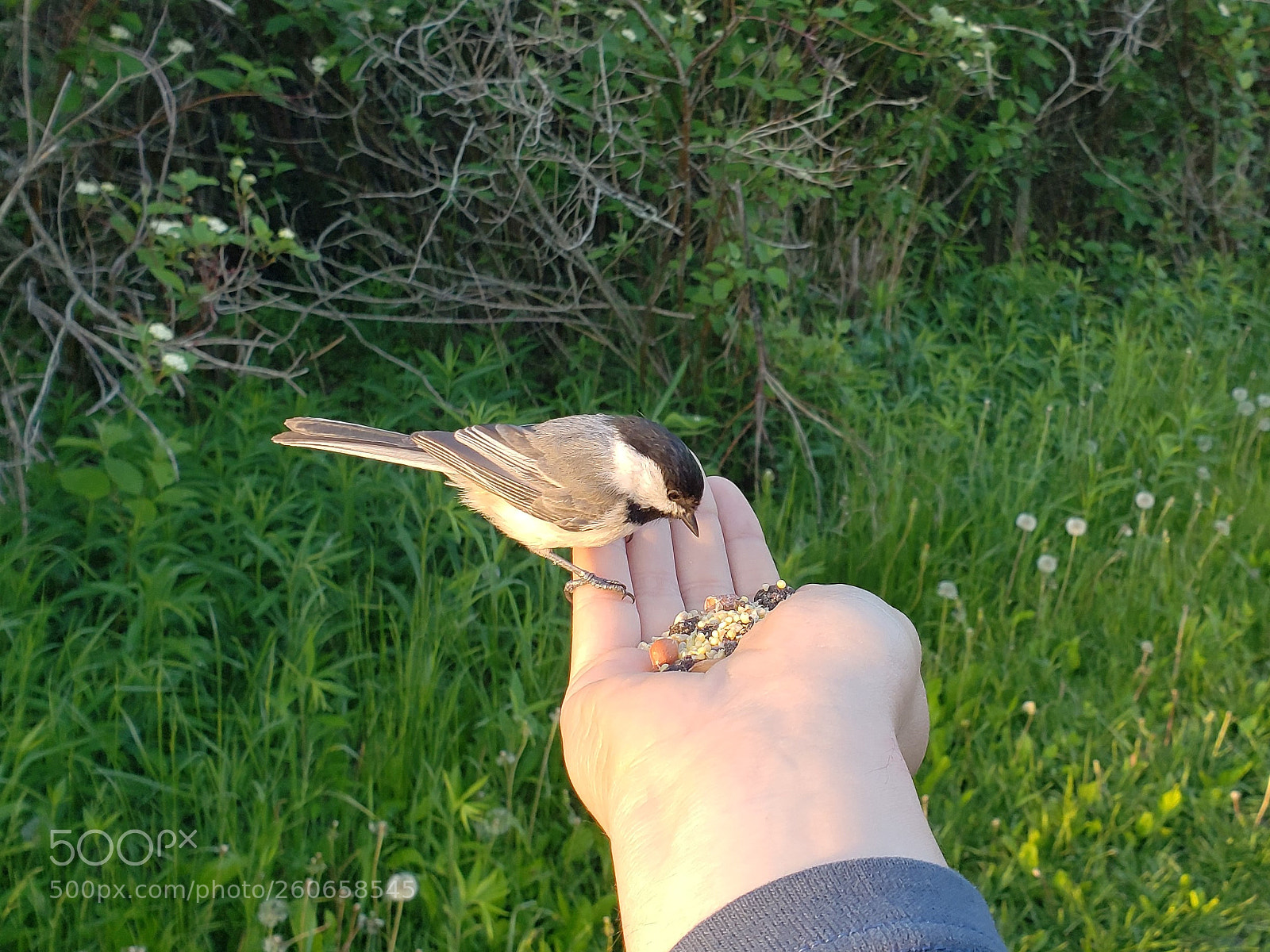 Samsung Galaxy S9 sample photo. Chickadee breakfast photography