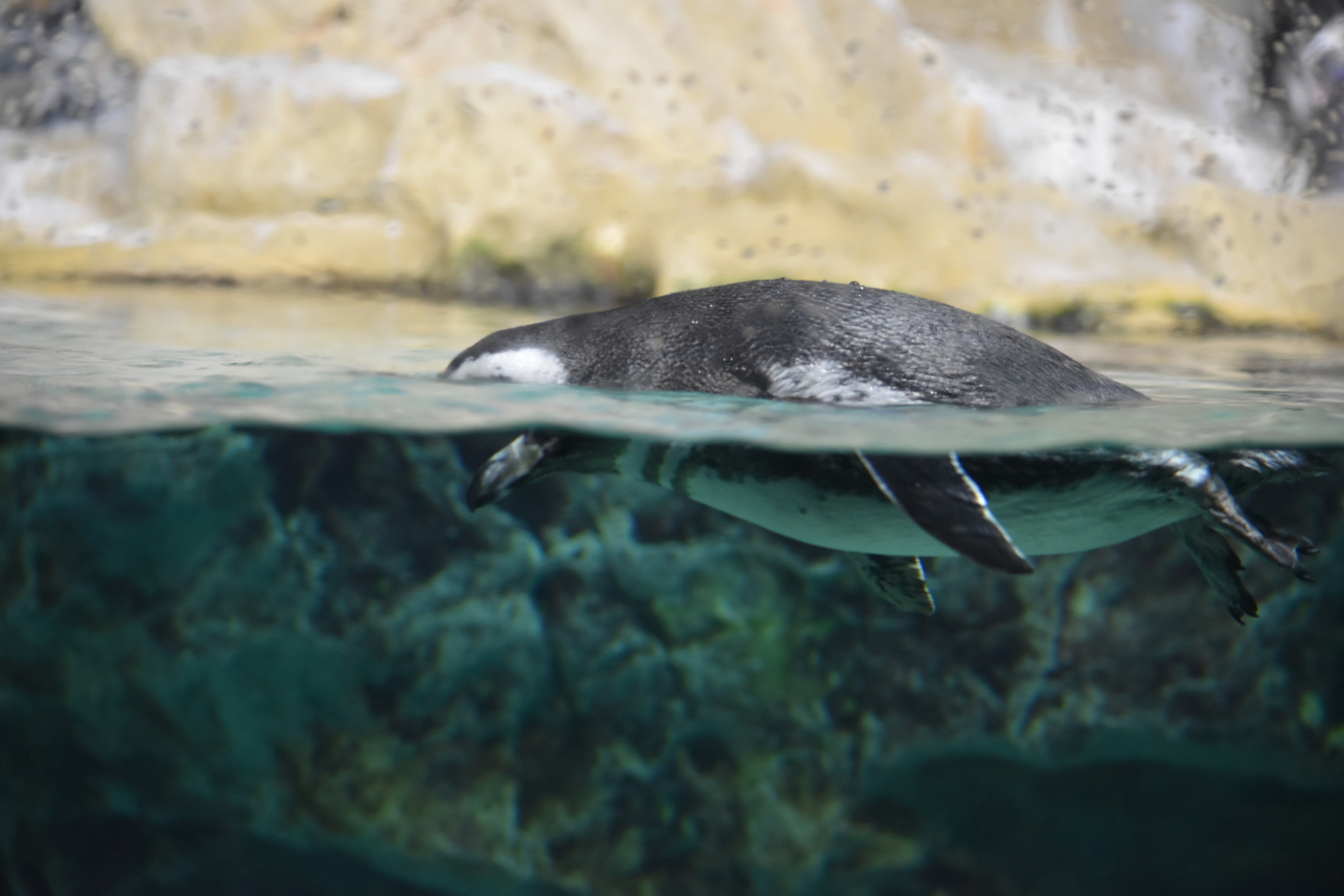 Nikon D5500 sample photo. Two halves of the penguin photography