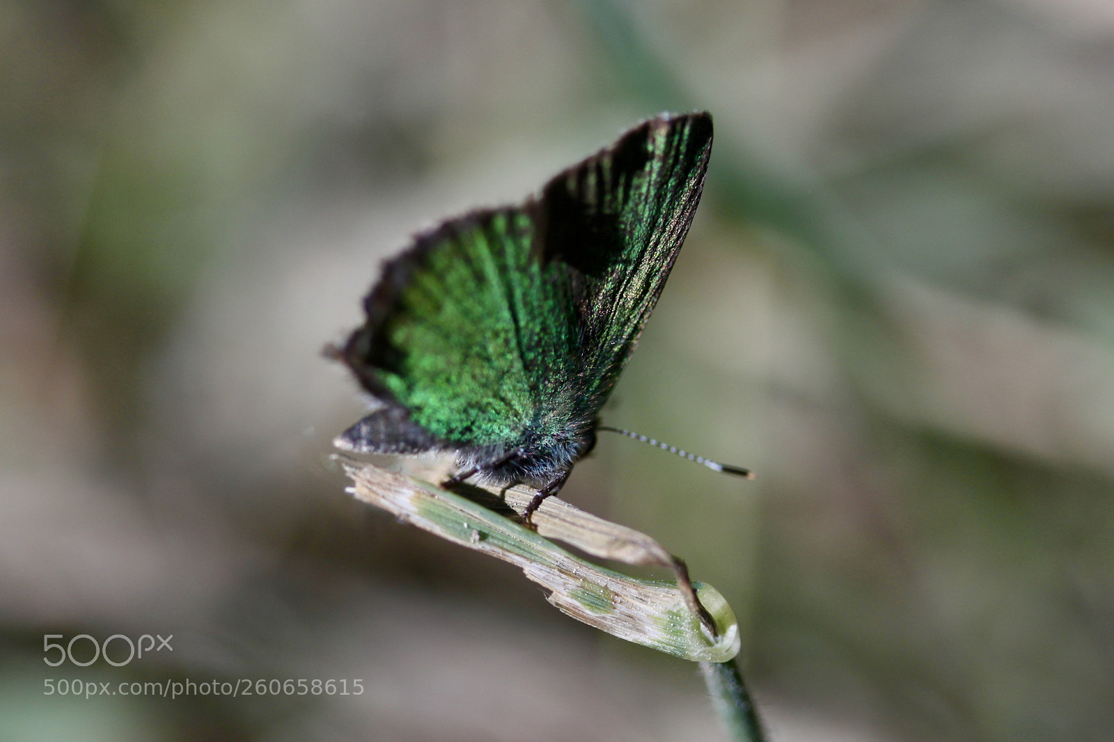 Canon EOS 500D (EOS Rebel T1i / EOS Kiss X3) sample photo. Green butterfly photography