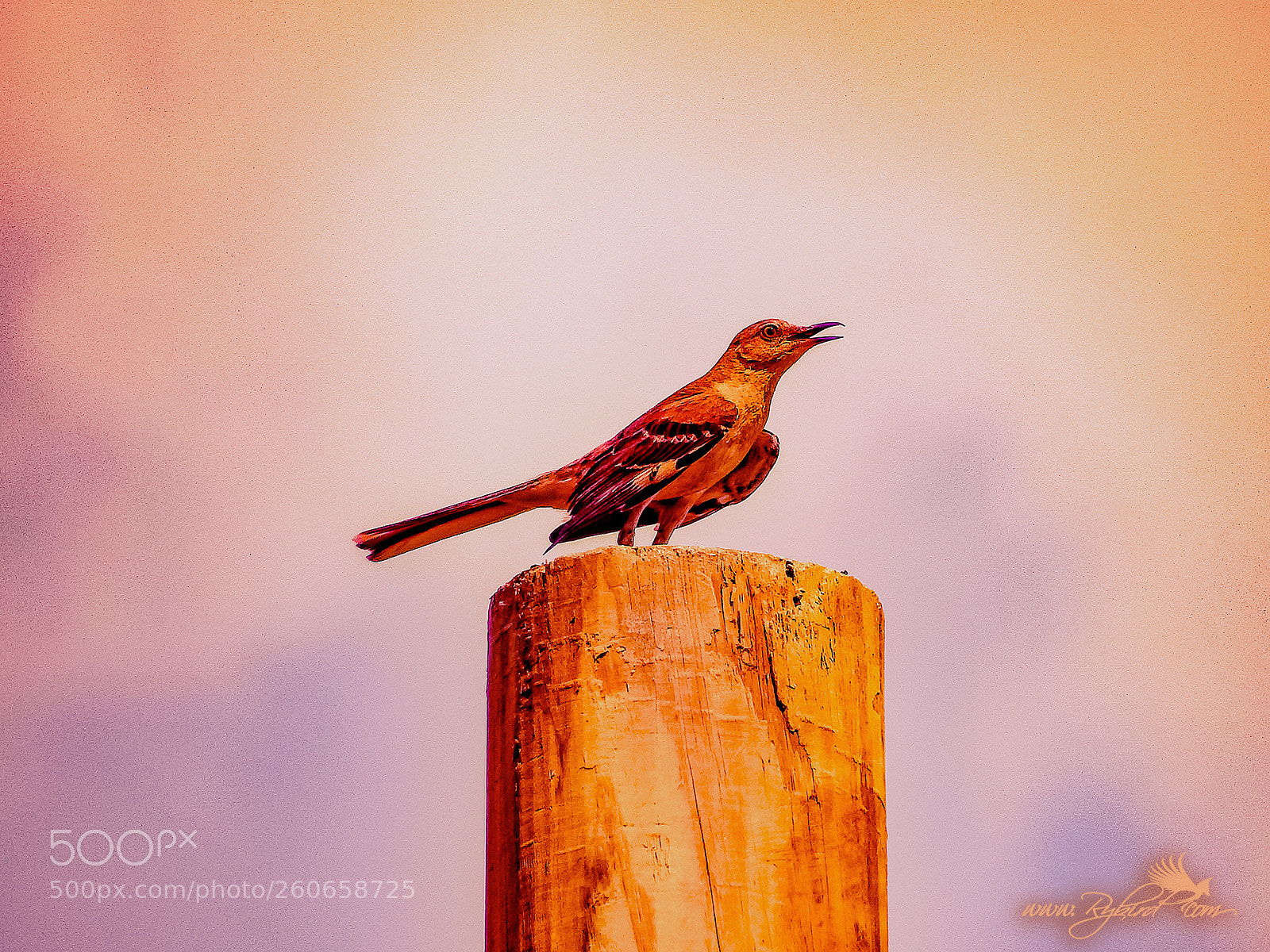 Fujifilm FinePix S1 sample photo. Sunrise  mockingbird photography