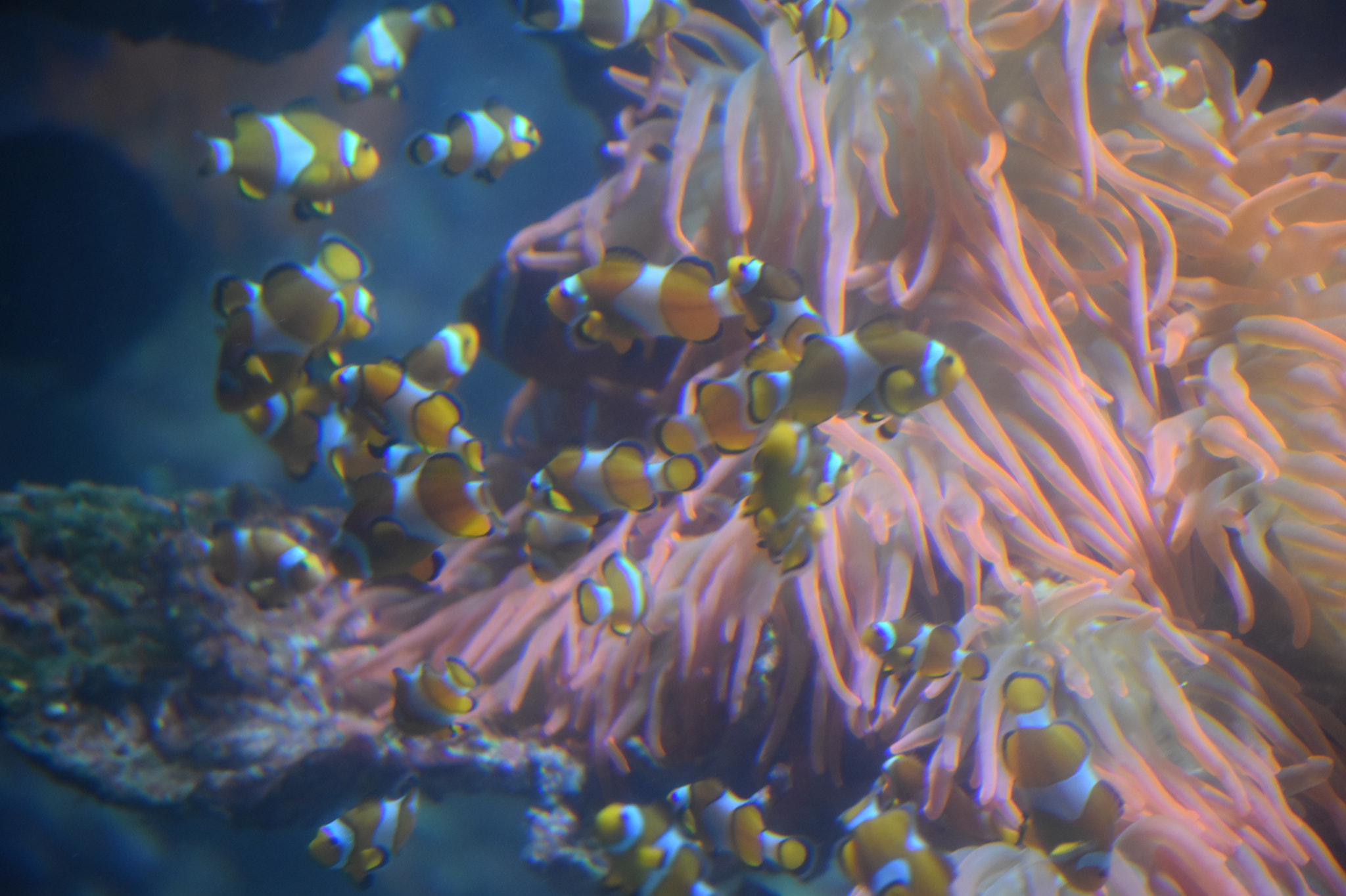 Nikon D5500 sample photo. The underwater wildlife photography