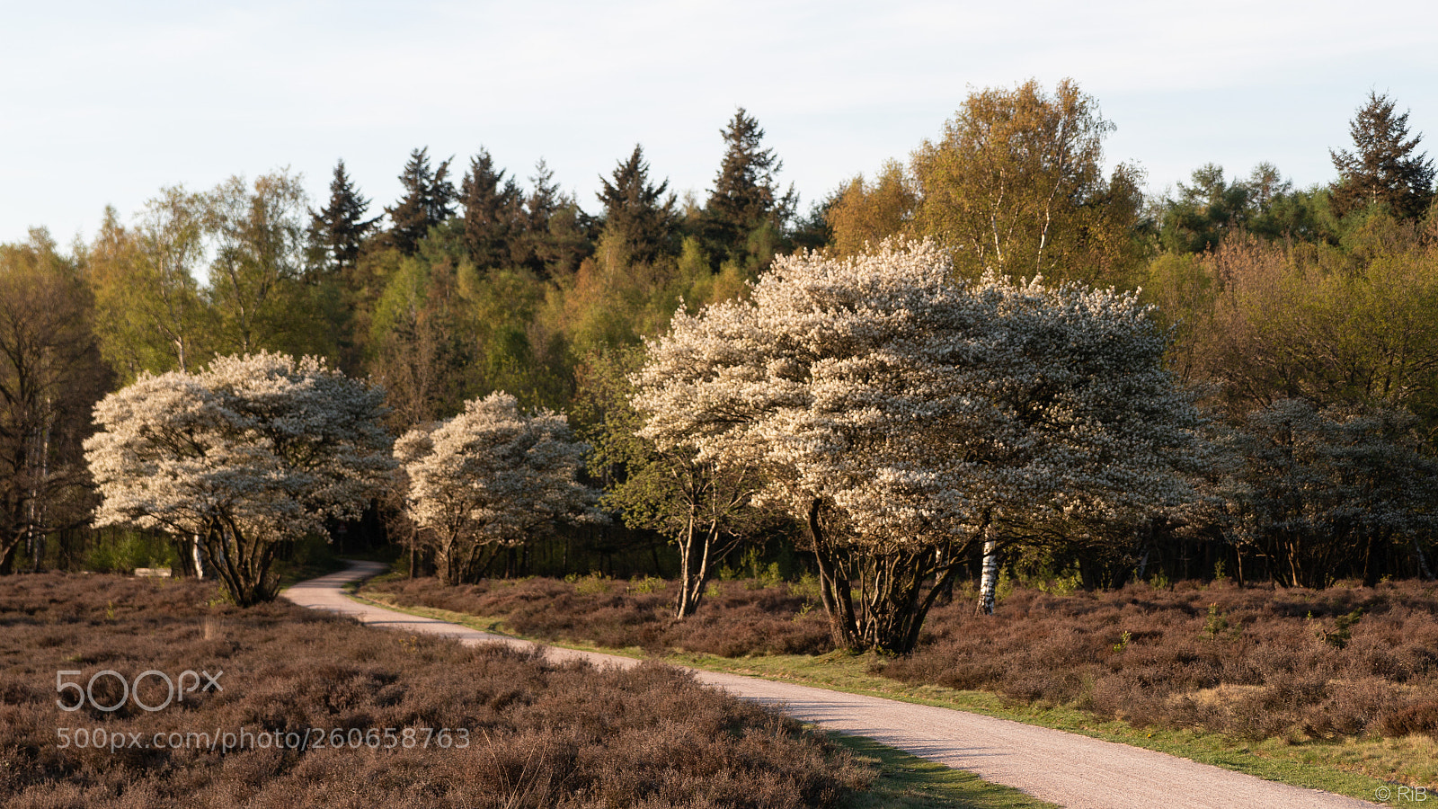 Canon EOS 70D sample photo. Spring on hilversumse heide photography