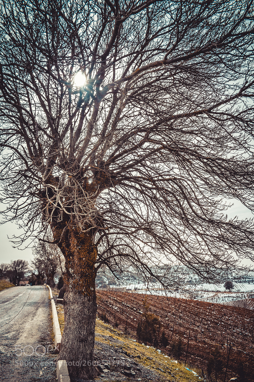 Nikon D5300 sample photo. Tree is life photography