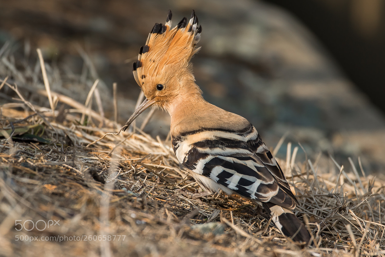 Canon EOS 7D Mark II sample photo. Hoopoe photography
