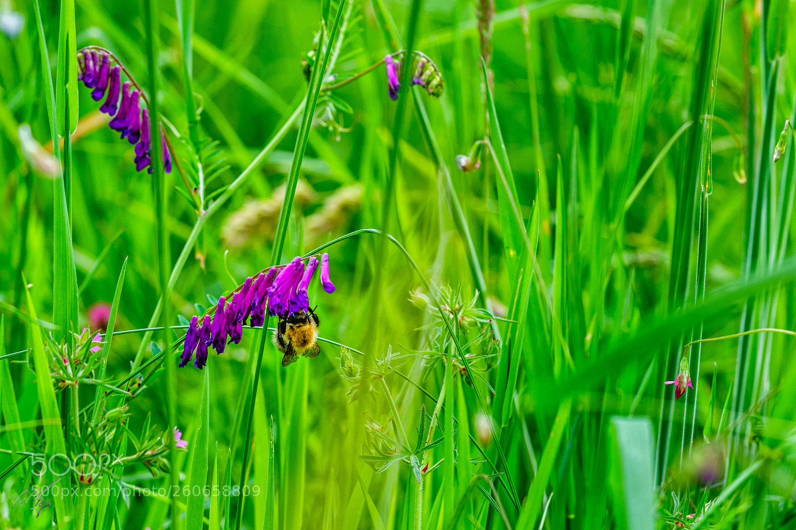 Sony a7R II sample photo. Bees jun photography