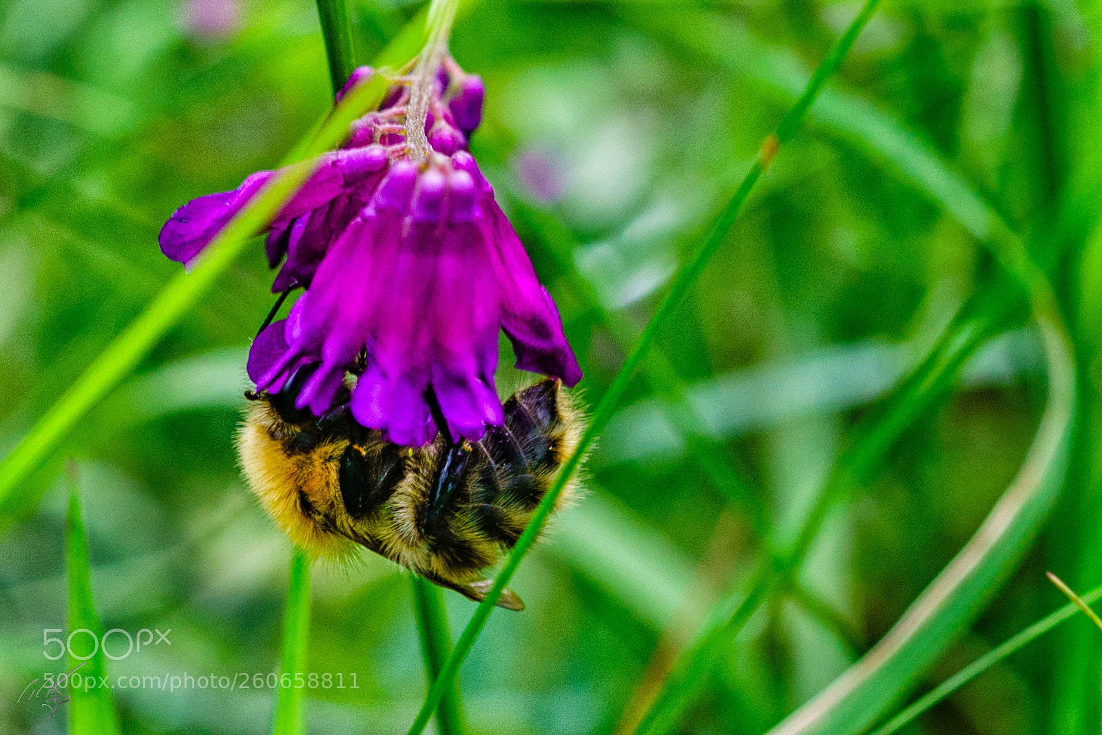 Sony a7R II sample photo. Bees jun photography