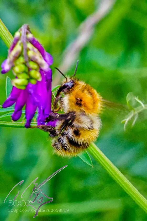 Sony a7R II sample photo. Bees jun photography