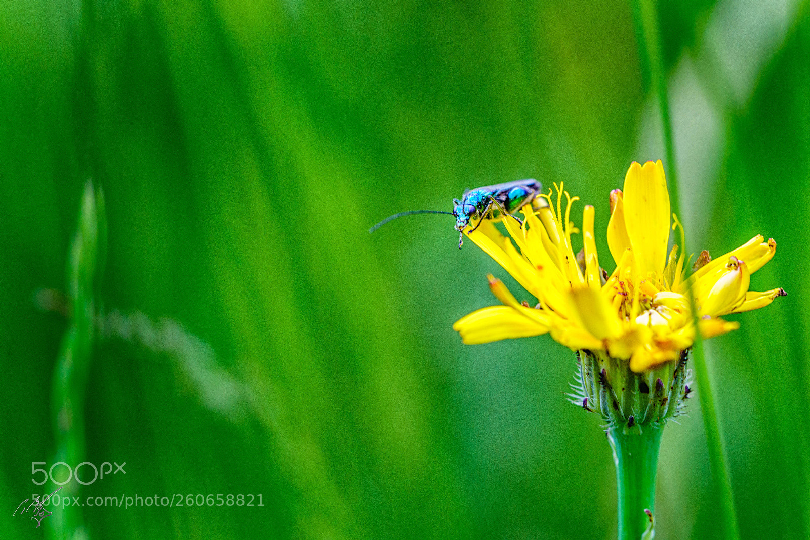 Sony a7R II sample photo. Blue bug jun photography