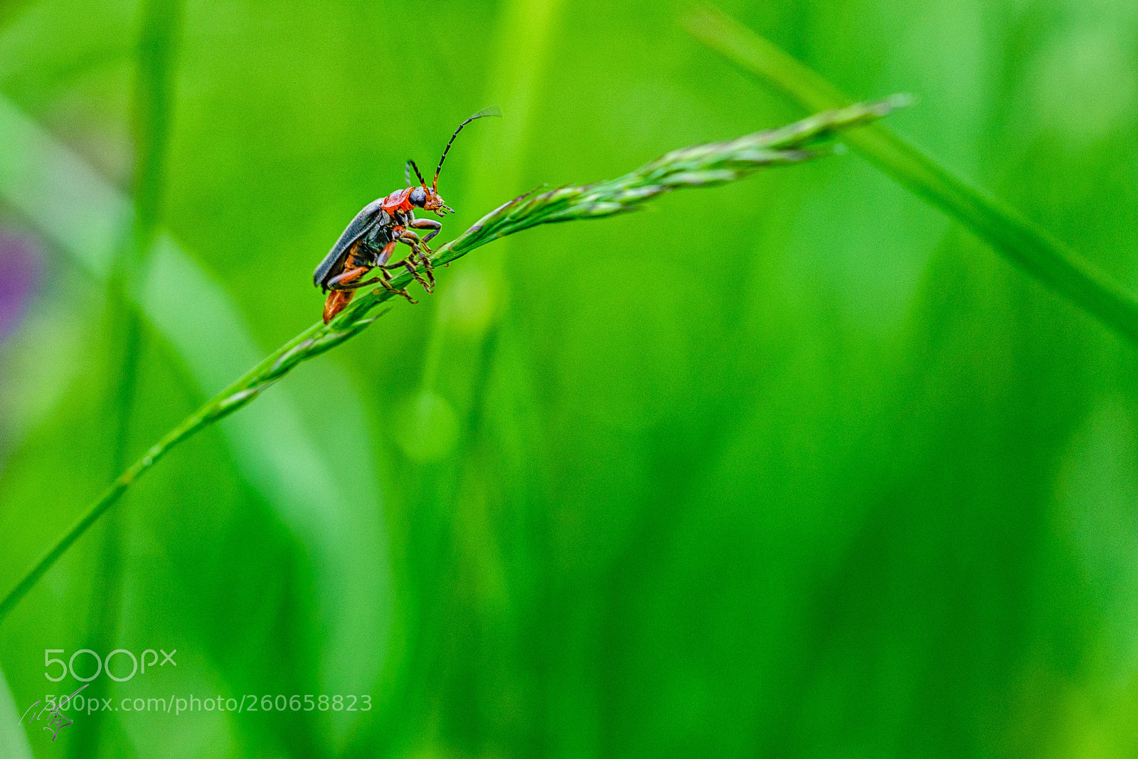 Sony a7R II sample photo. Bug jun photography