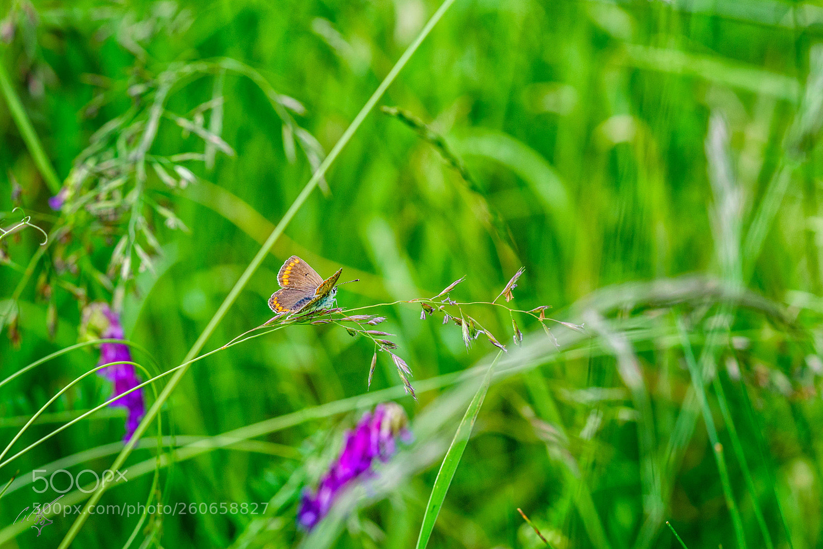 Sony a7R II sample photo. Chalkblue butterfly jun photography