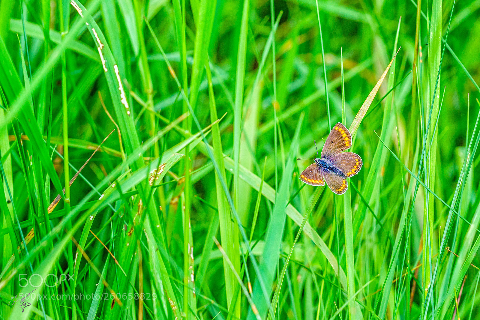 Sony a7R II sample photo. Chalkblue butterfly jun photography