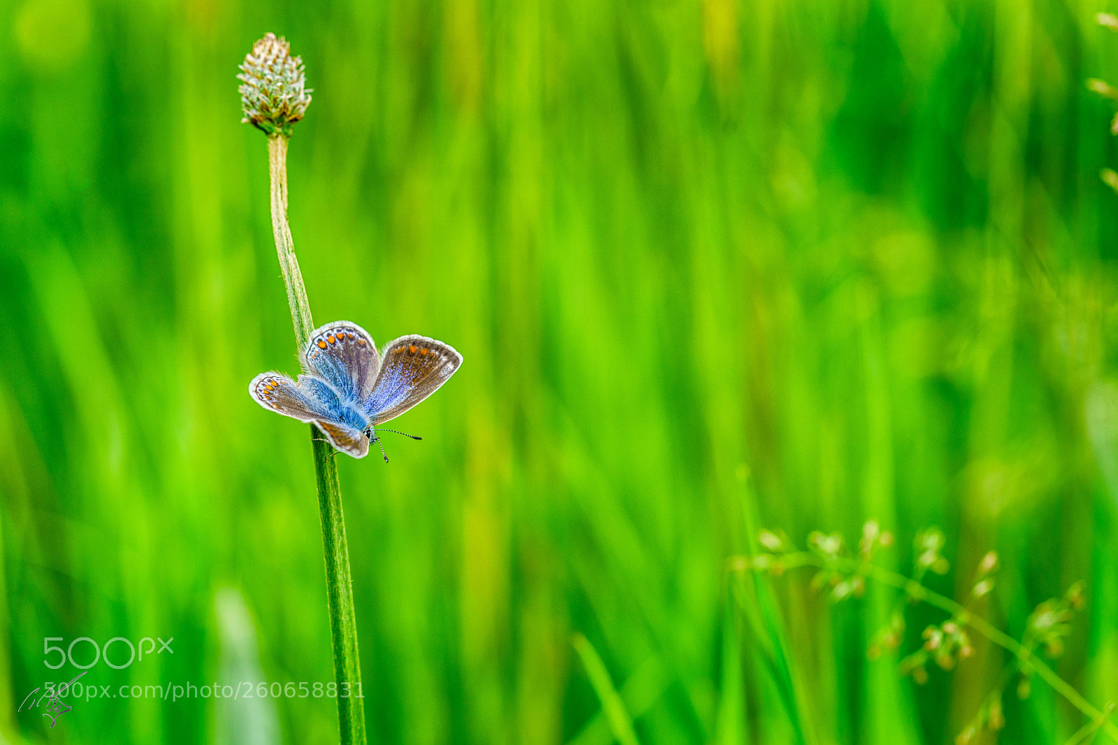 Sony a7R II sample photo. Chalkblue butterfly jun photography