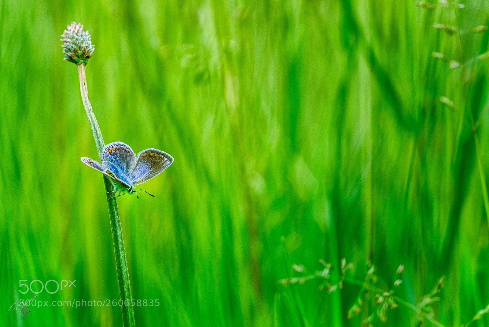 Sony a7R II sample photo. Chalkblue butterfly jun photography