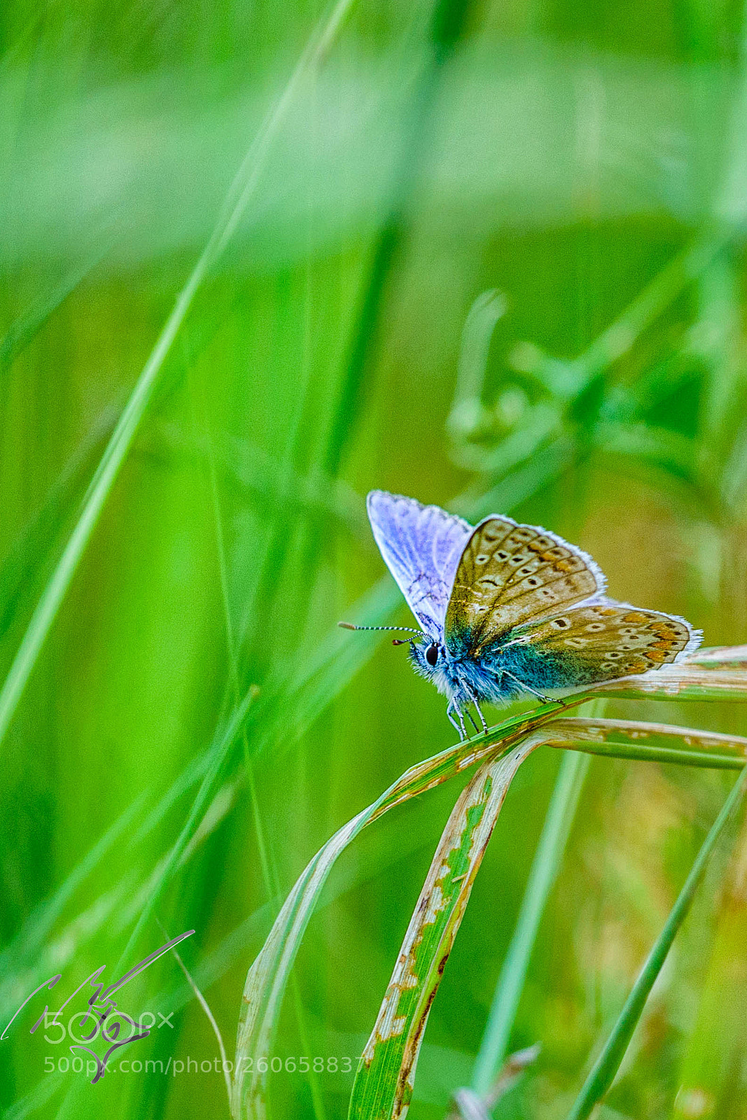 Sony a7R II sample photo. Chalkblue butterfly jun photography