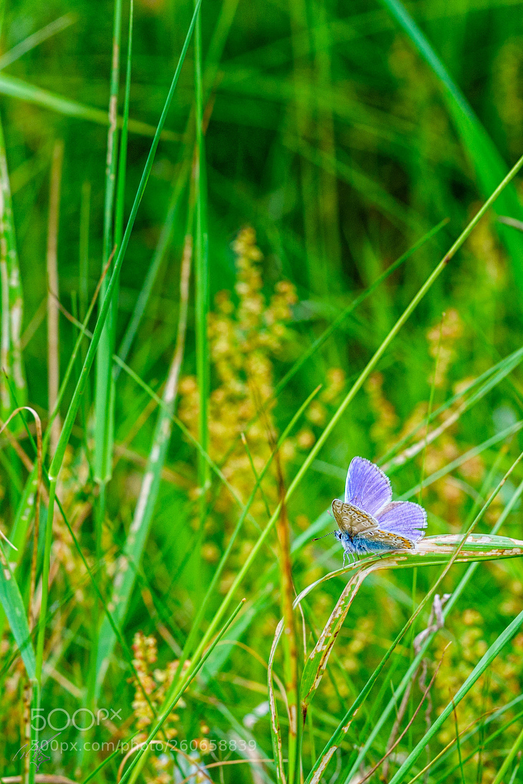 Sony a7R II sample photo. Chalkblue butterfly jun photography