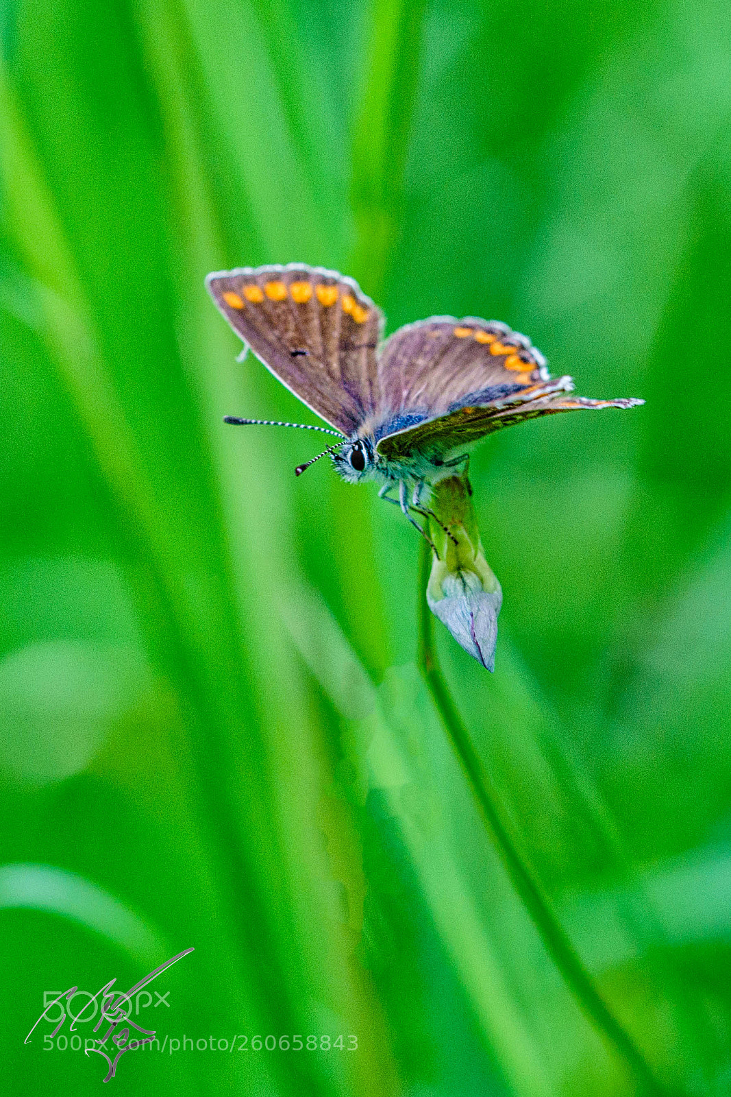 Sony a7R II sample photo. Chalkblue butterfly jun photography