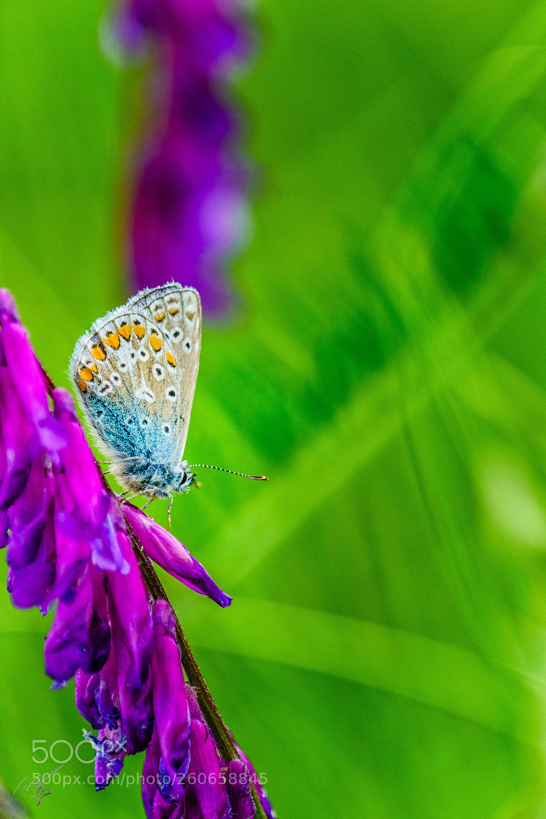 Sony a7R II sample photo. Chalkblue butterfly jun photography