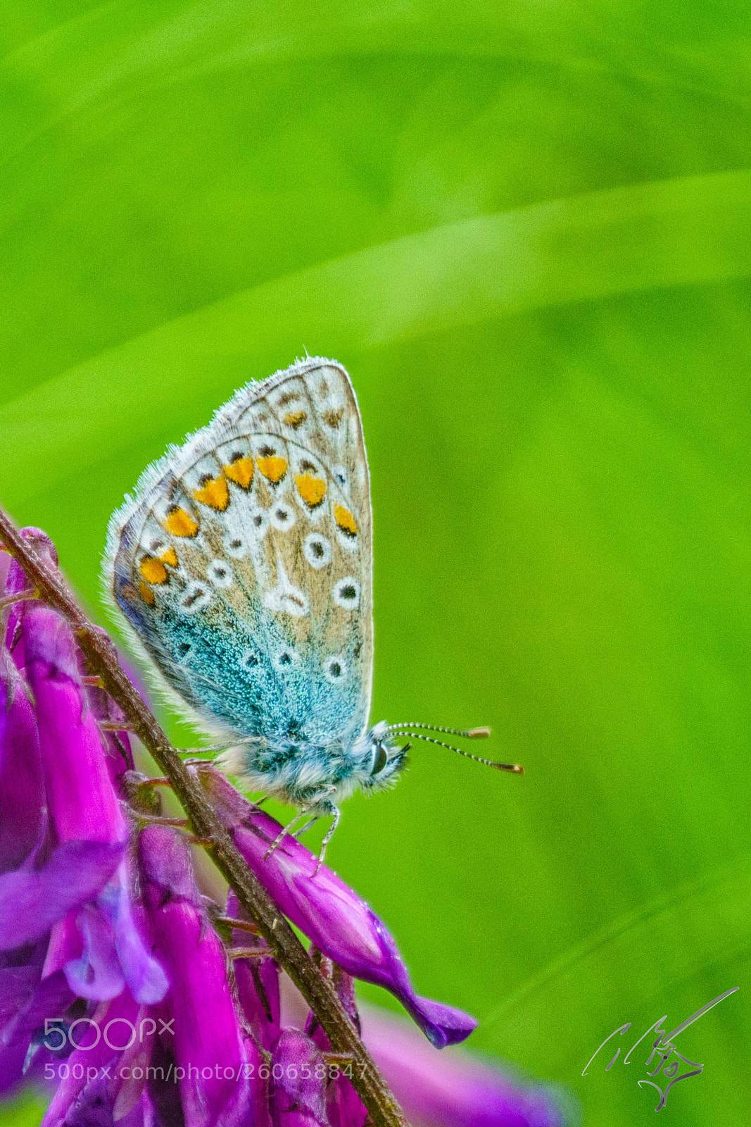 Sony a7R II sample photo. Chalkblue butterfly jun photography