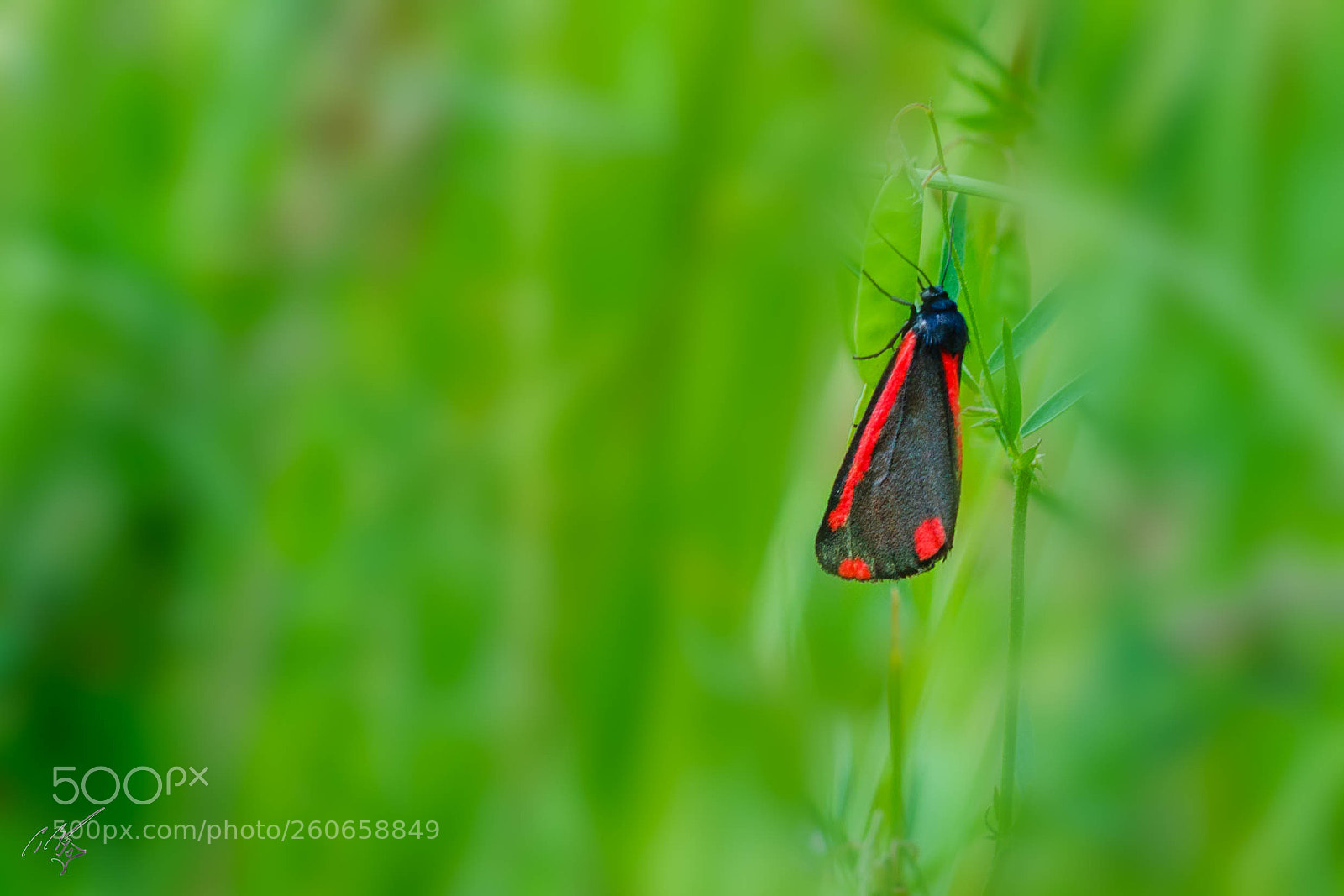 Sony a7R II sample photo. Cinnabar moth jun photography