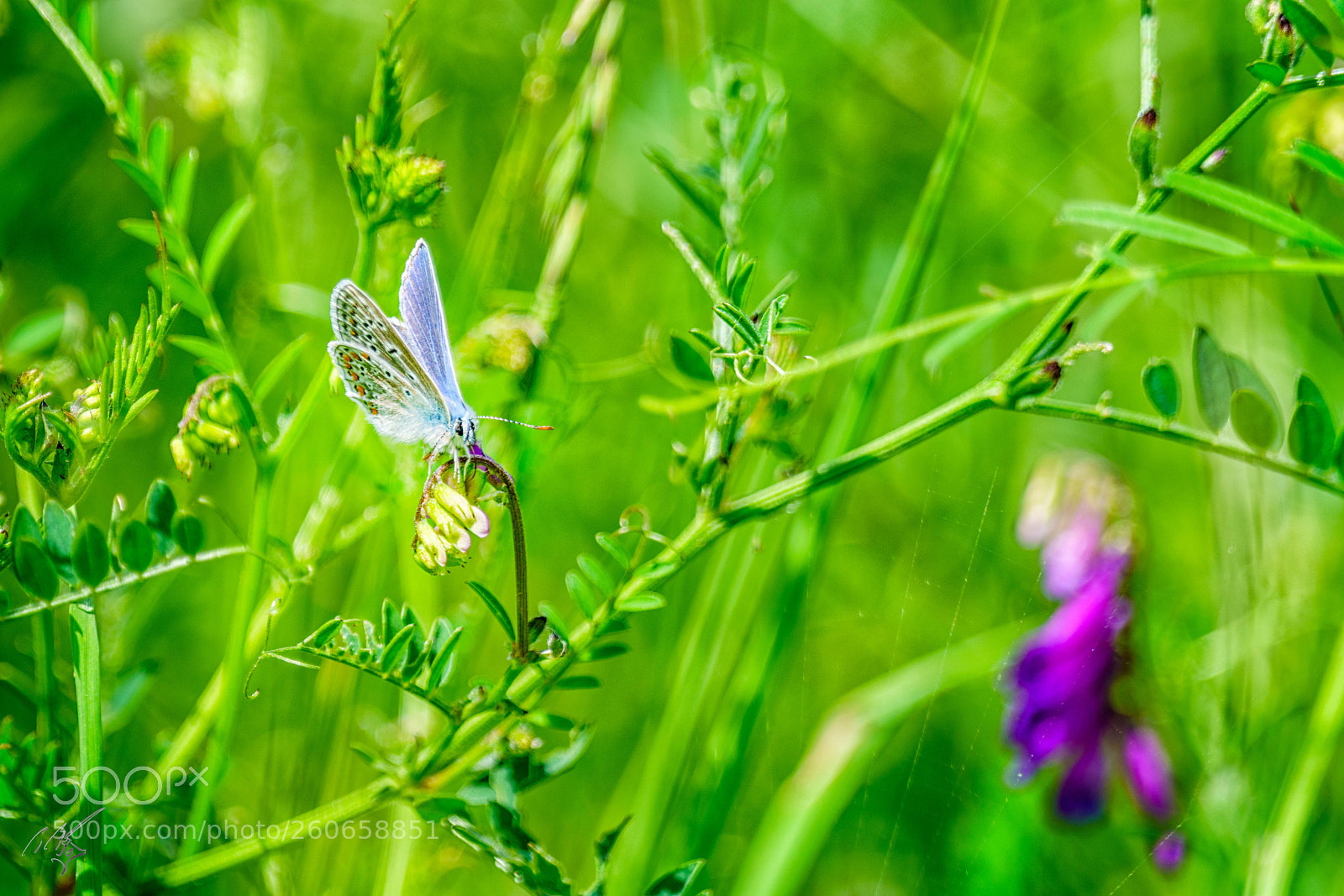 Sony a7R II sample photo. Chalkblue butterfly jun photography