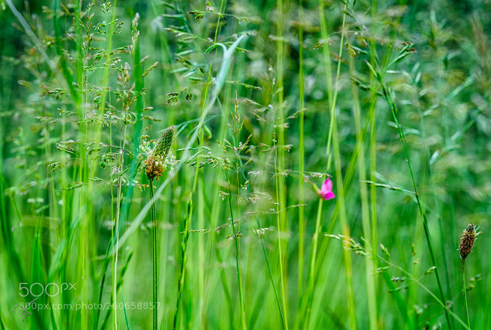 Sony a7R II sample photo. Edit photography