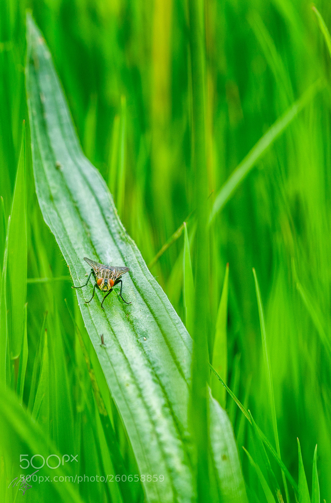 Sony a7R II sample photo. Fly jun photography