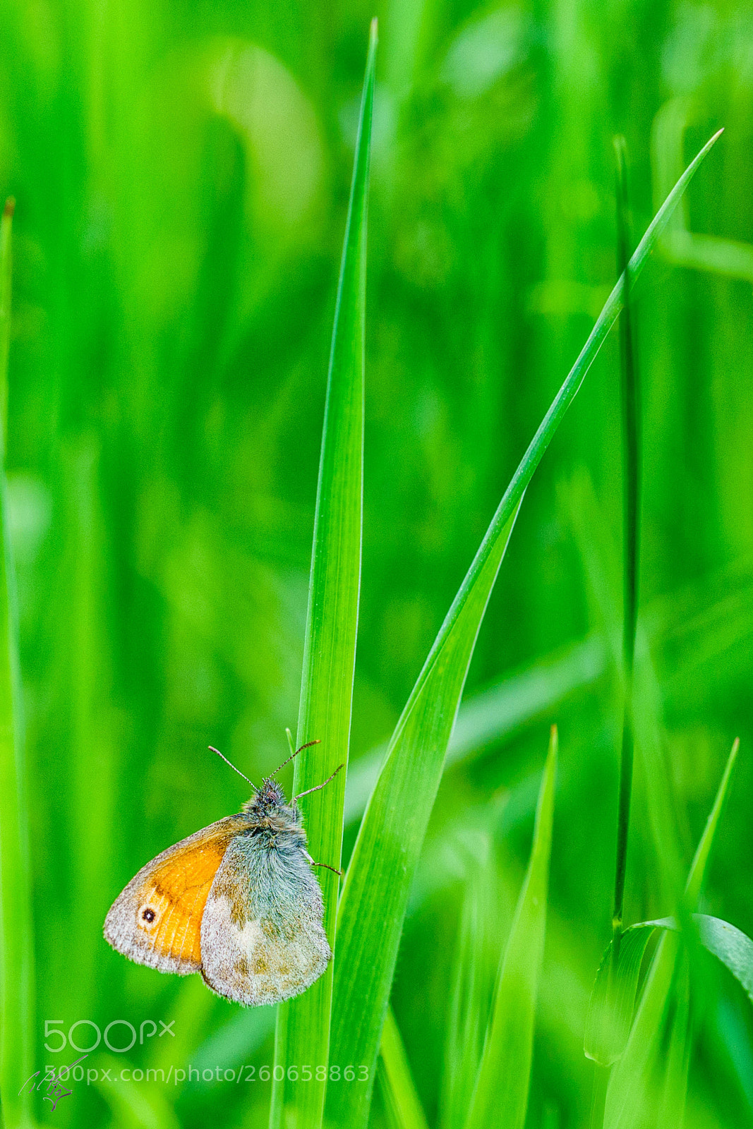 Sony a7R II sample photo. Gate keeperjun photography