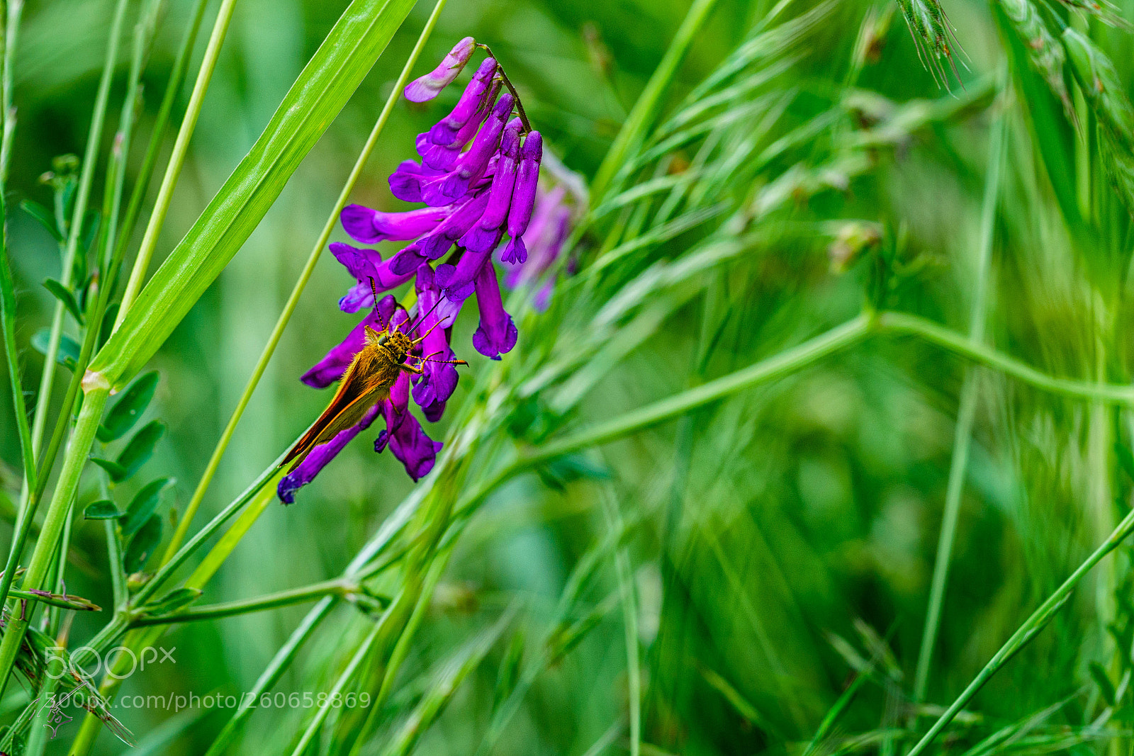 Sony a7R II sample photo. Skipper butterfly jun photography
