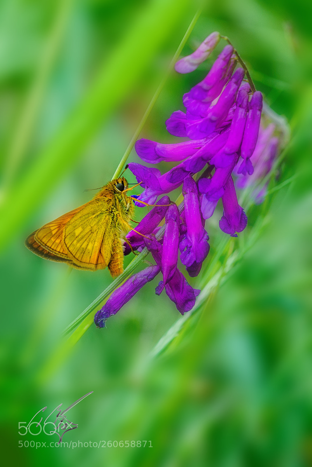 Sony a7R II sample photo. Skipper butterfly jun photography