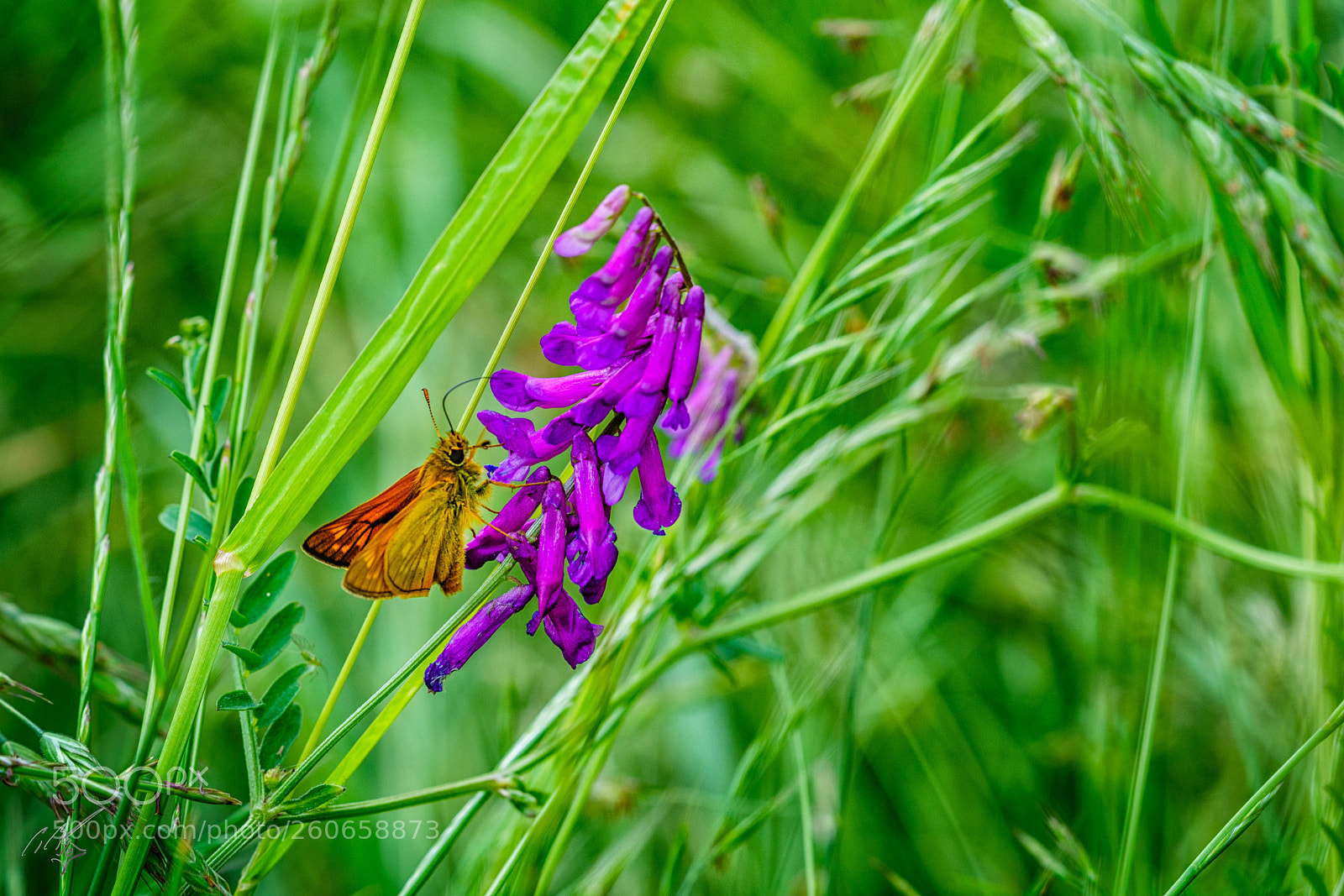 Sony a7R II sample photo. Skipper butterfly jun photography