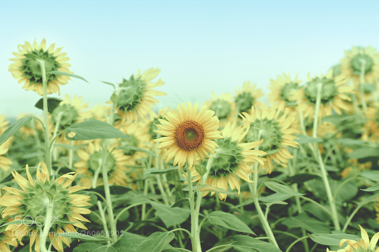 Canon EOS 7D Mark II sample photo. Sunflower photography