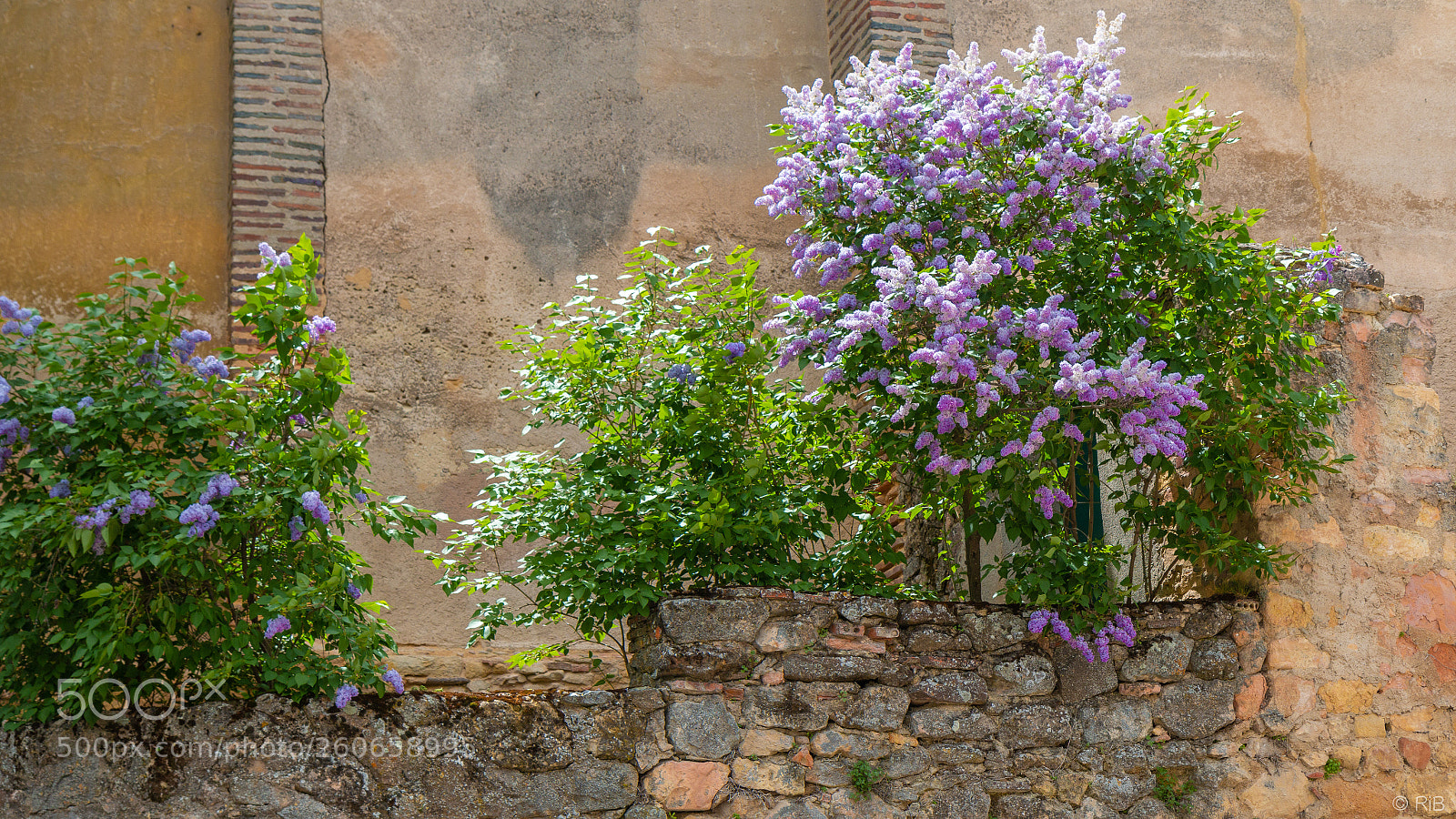 Canon EOS 70D sample photo. Flours in madrid photography
