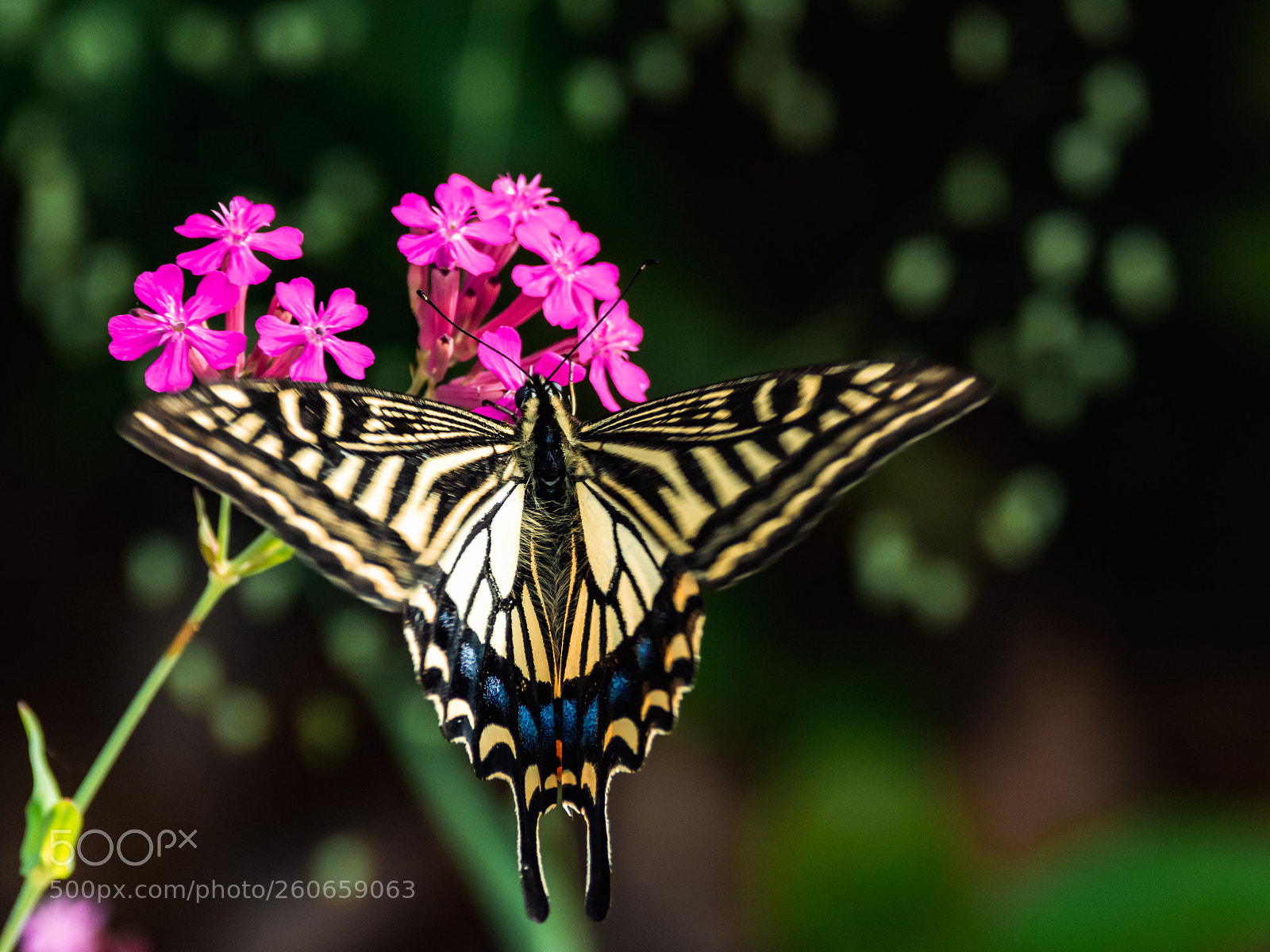 Nikon D7100 sample photo. Flowers with butterfly. photography