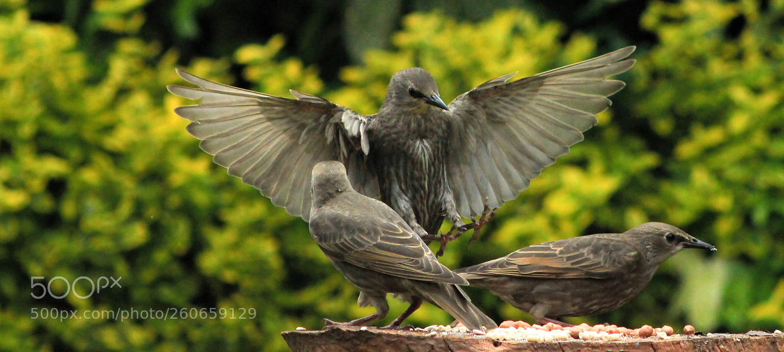 Canon EOS 550D (EOS Rebel T2i / EOS Kiss X4) sample photo. Young starlings photography