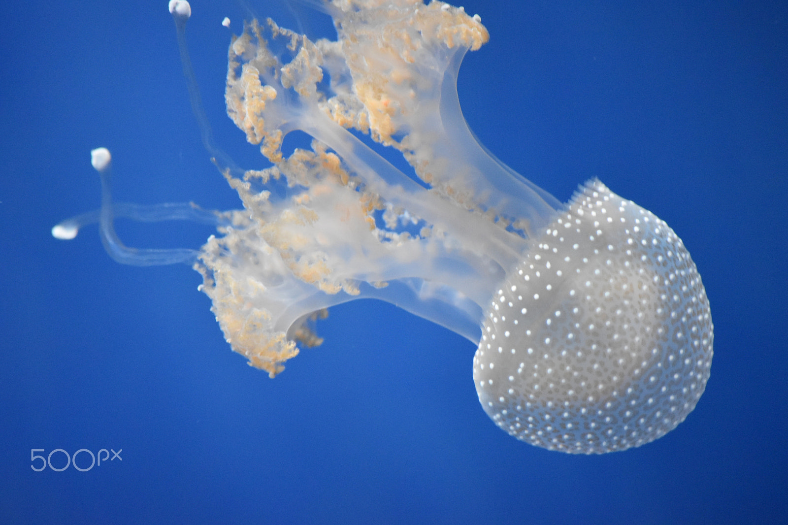 Nikon D5500 sample photo. The lonely jellyfish photography
