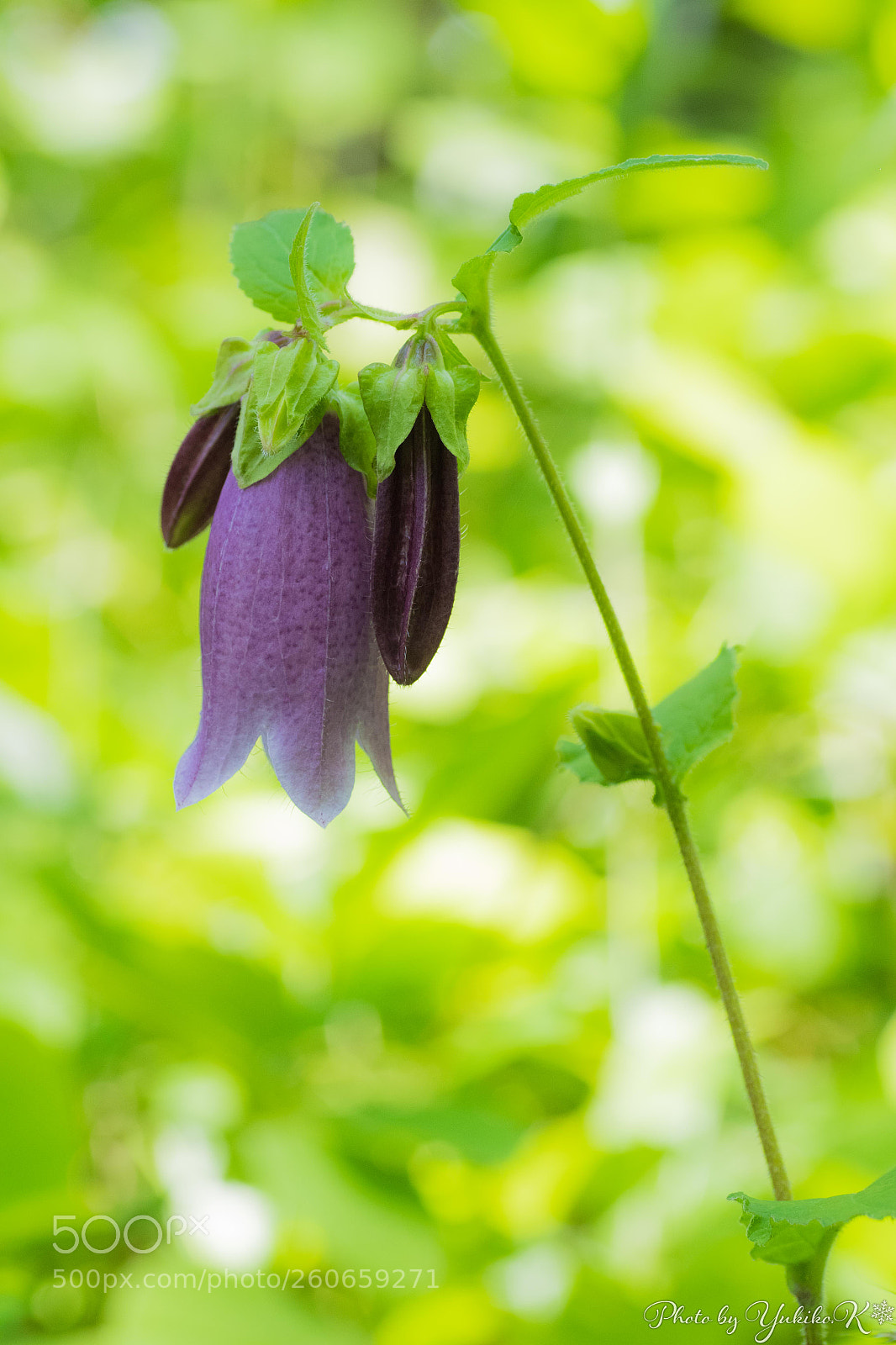 Pentax K-S2 sample photo. Bellflower photography