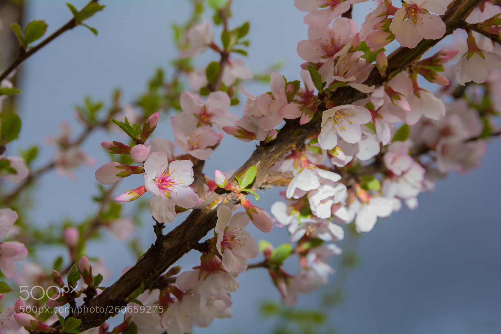 Nikon D7100 sample photo. Apple photography