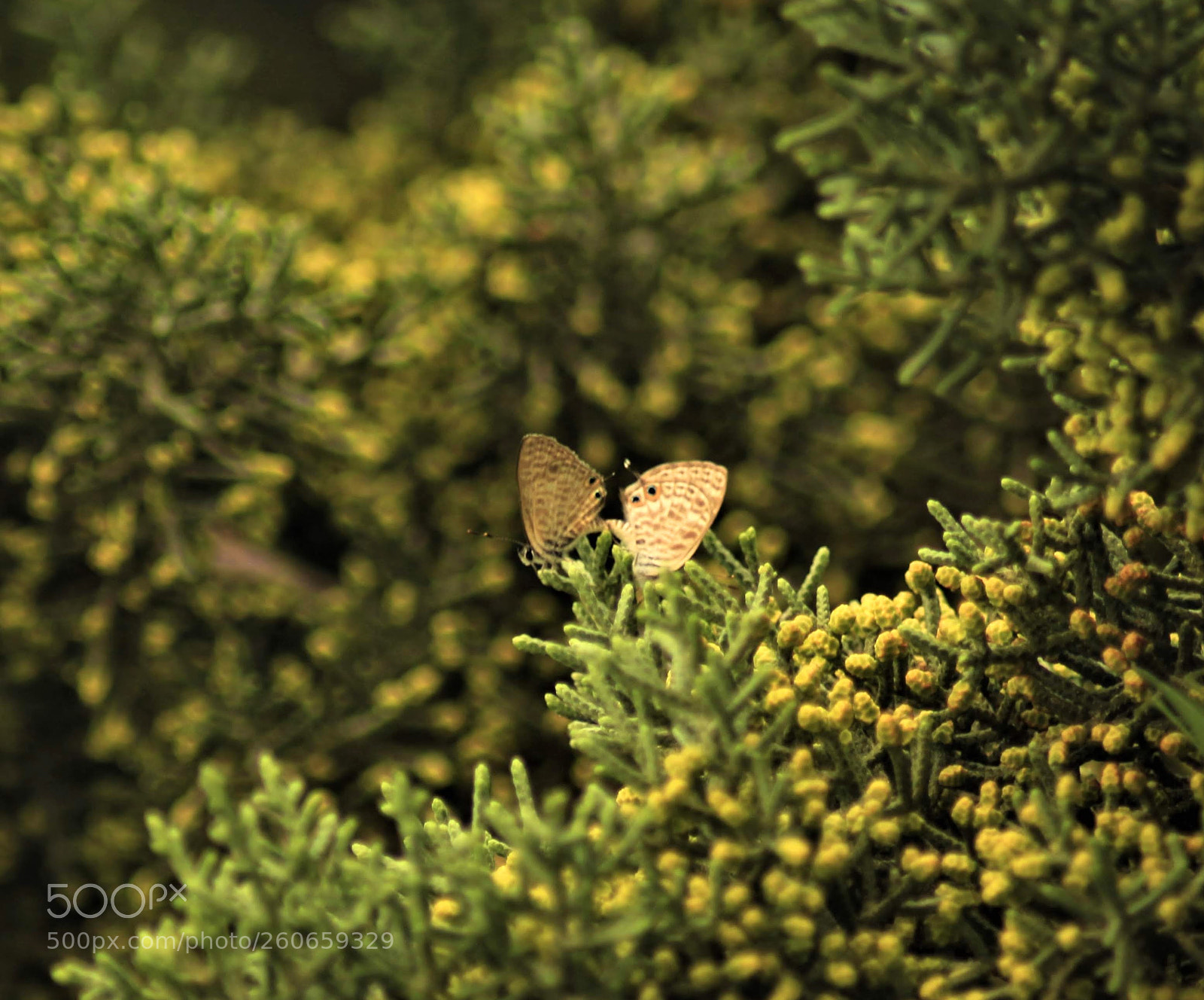 Canon EOS 700D (EOS Rebel T5i / EOS Kiss X7i) sample photo. Two butterflies photography